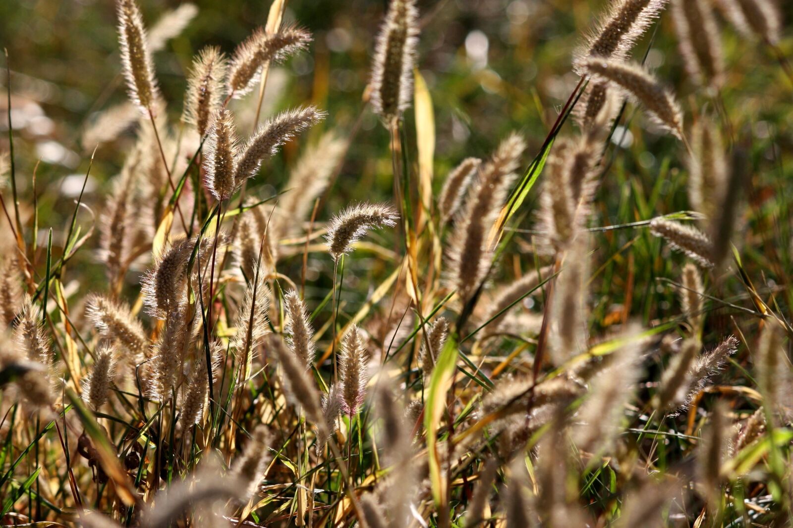 f/4-5.6 IS II sample photo. Wild grass, seed, grass photography