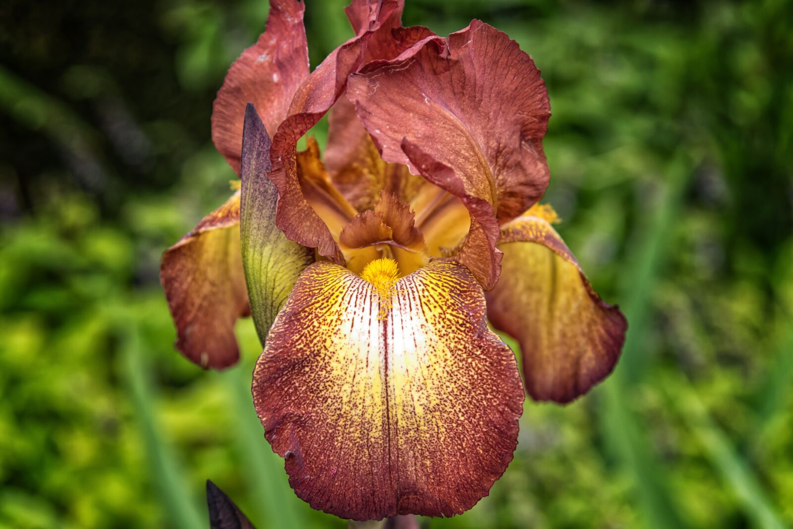 Nikon D3300 sample photo. Flower, iris, plant photography