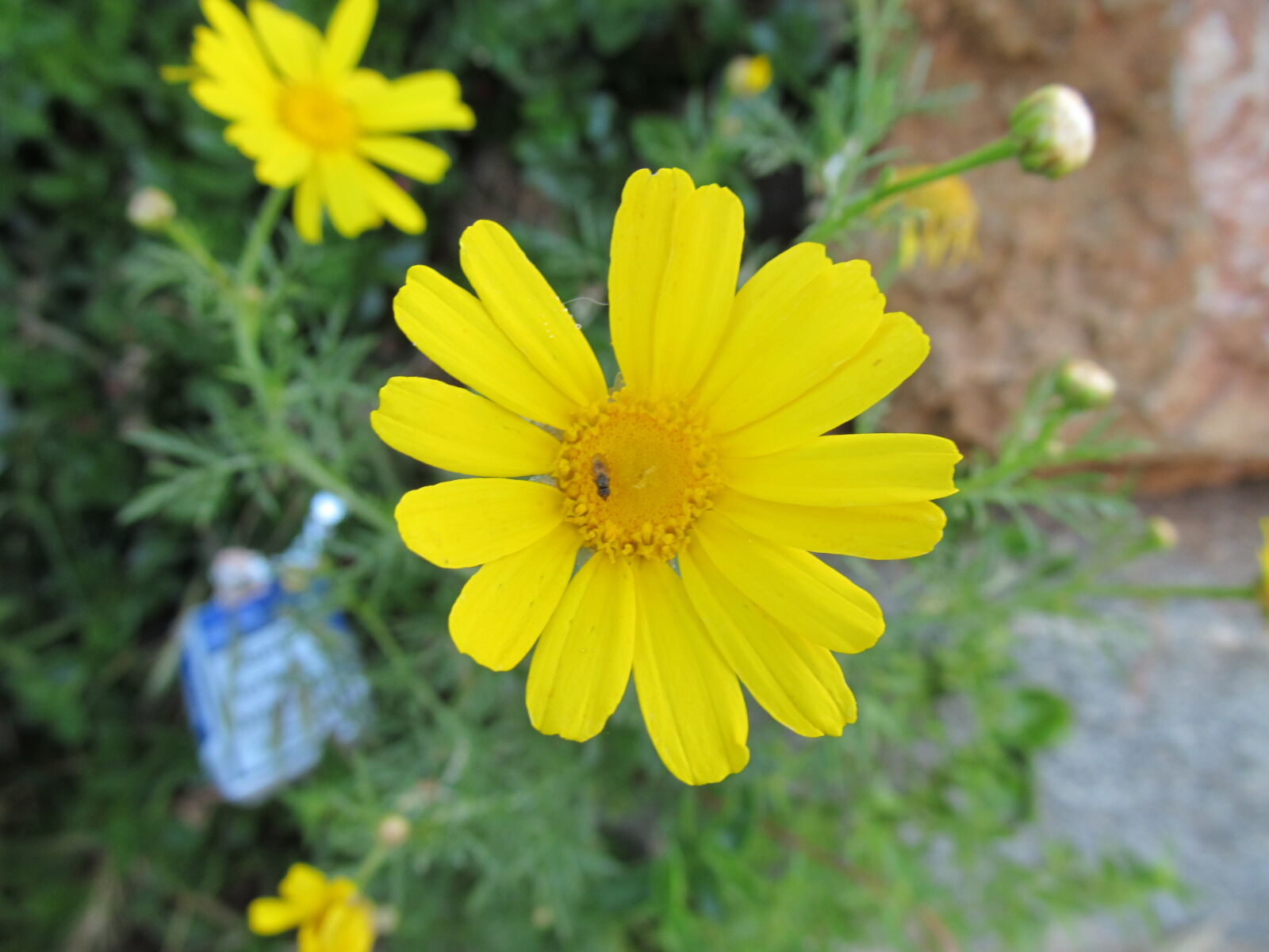 Canon PowerShot SX150 IS sample photo. Beetle, flower, macro, nature photography