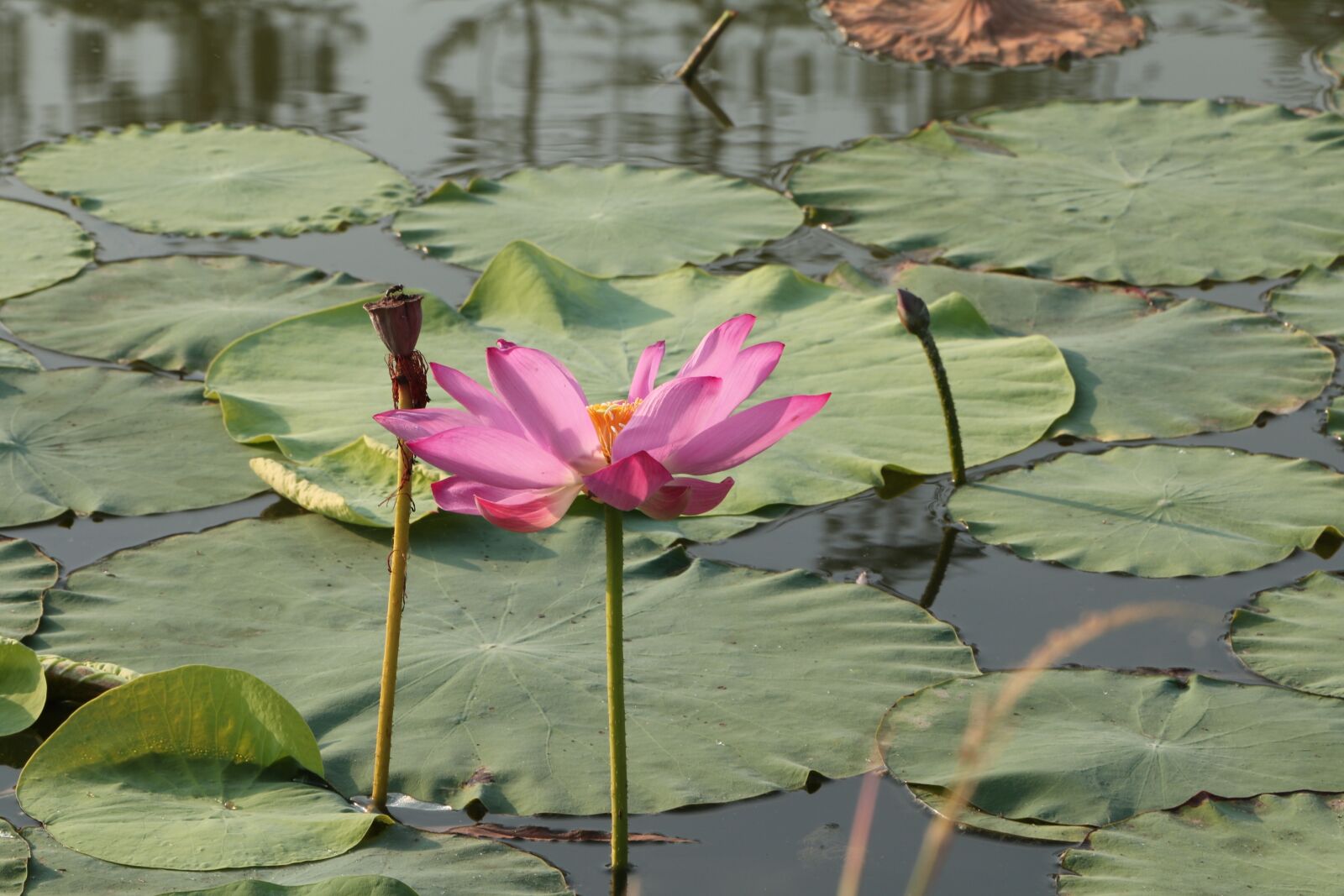 Canon EOS 70D sample photo. Lotus, he tang photography