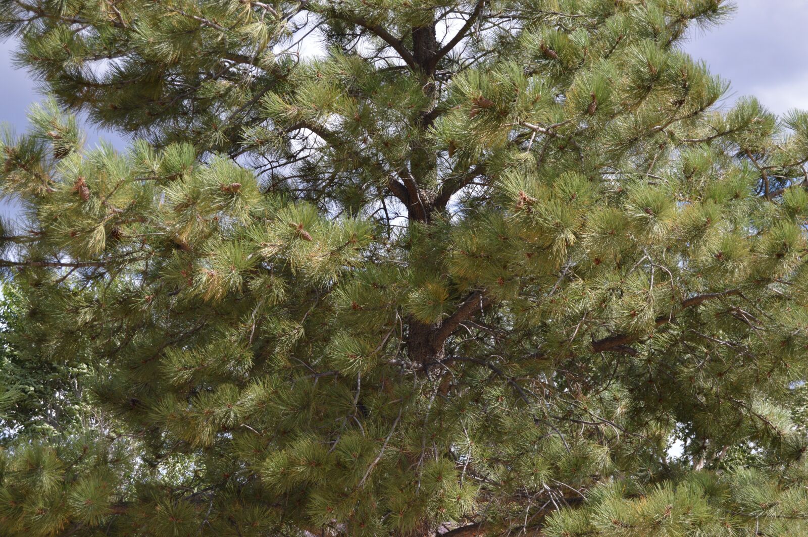 Nikon D3200 sample photo. Pine, evergreen tree, environment photography