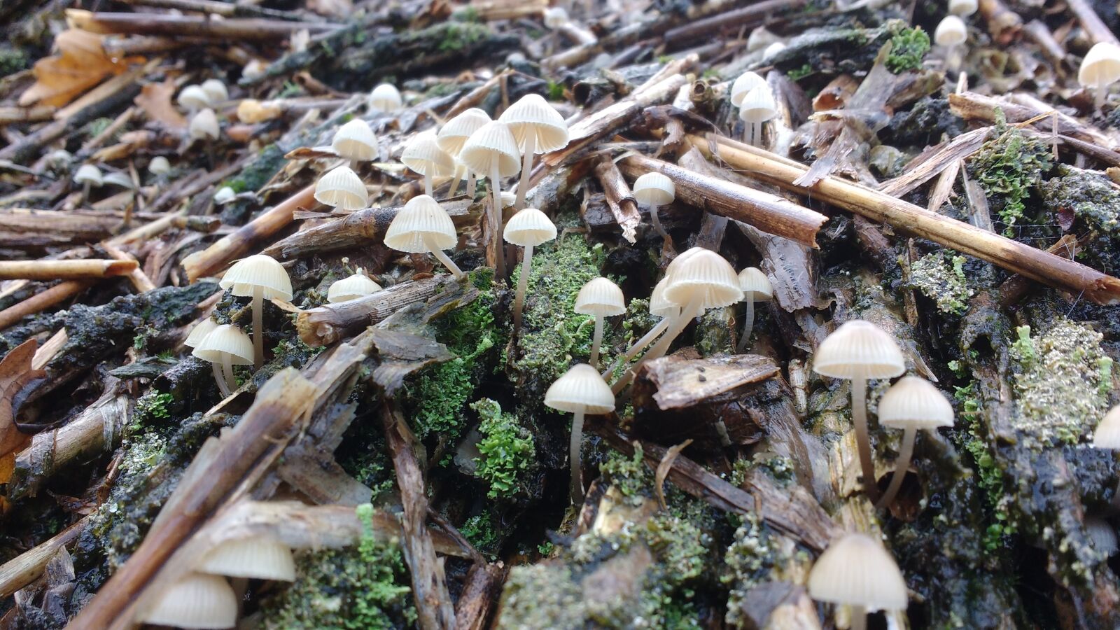 Motorola MotoG3 sample photo. Mushroom, autumn, straw photography
