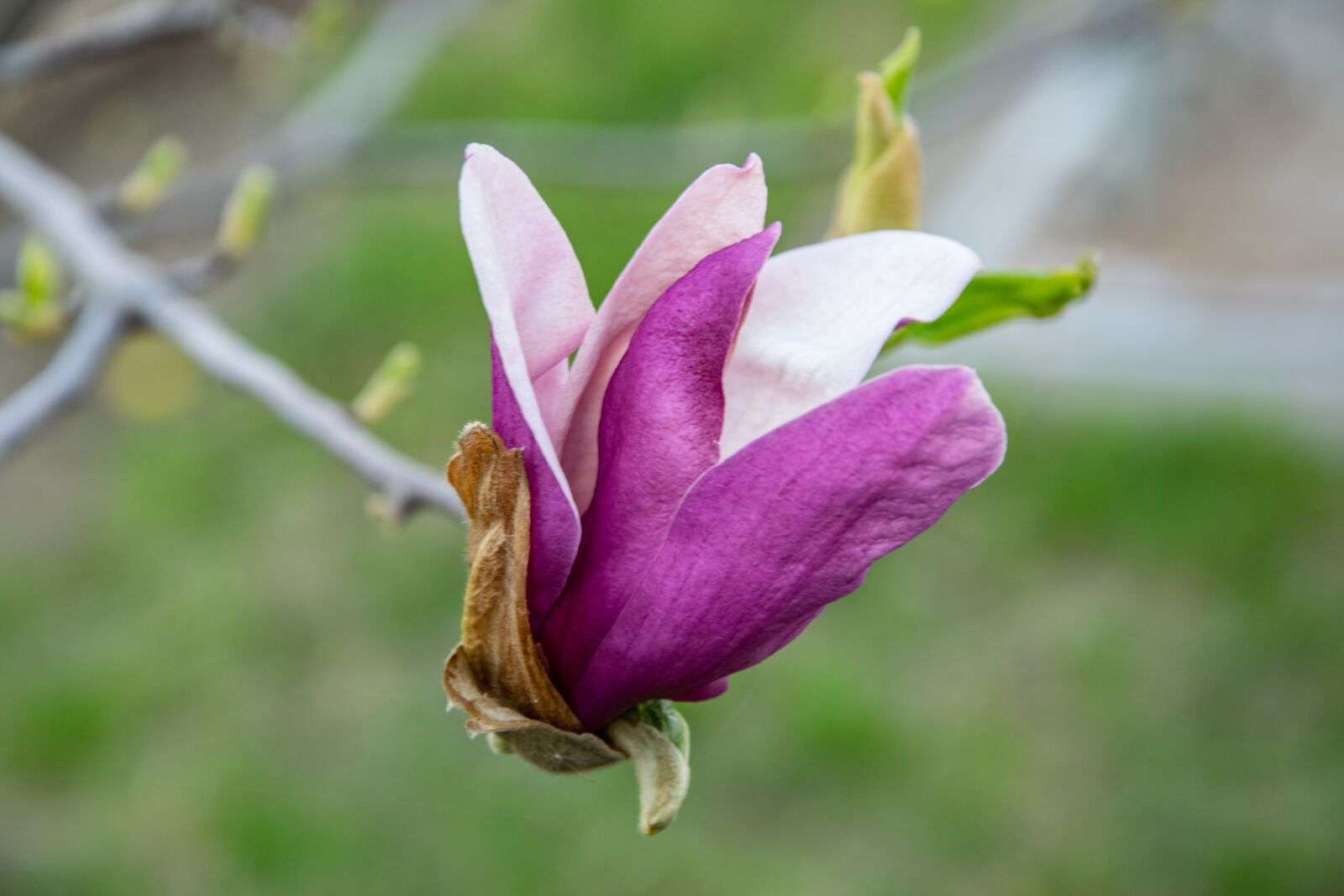 Nikon D3300 sample photo. Magnolia, flower, nature photography