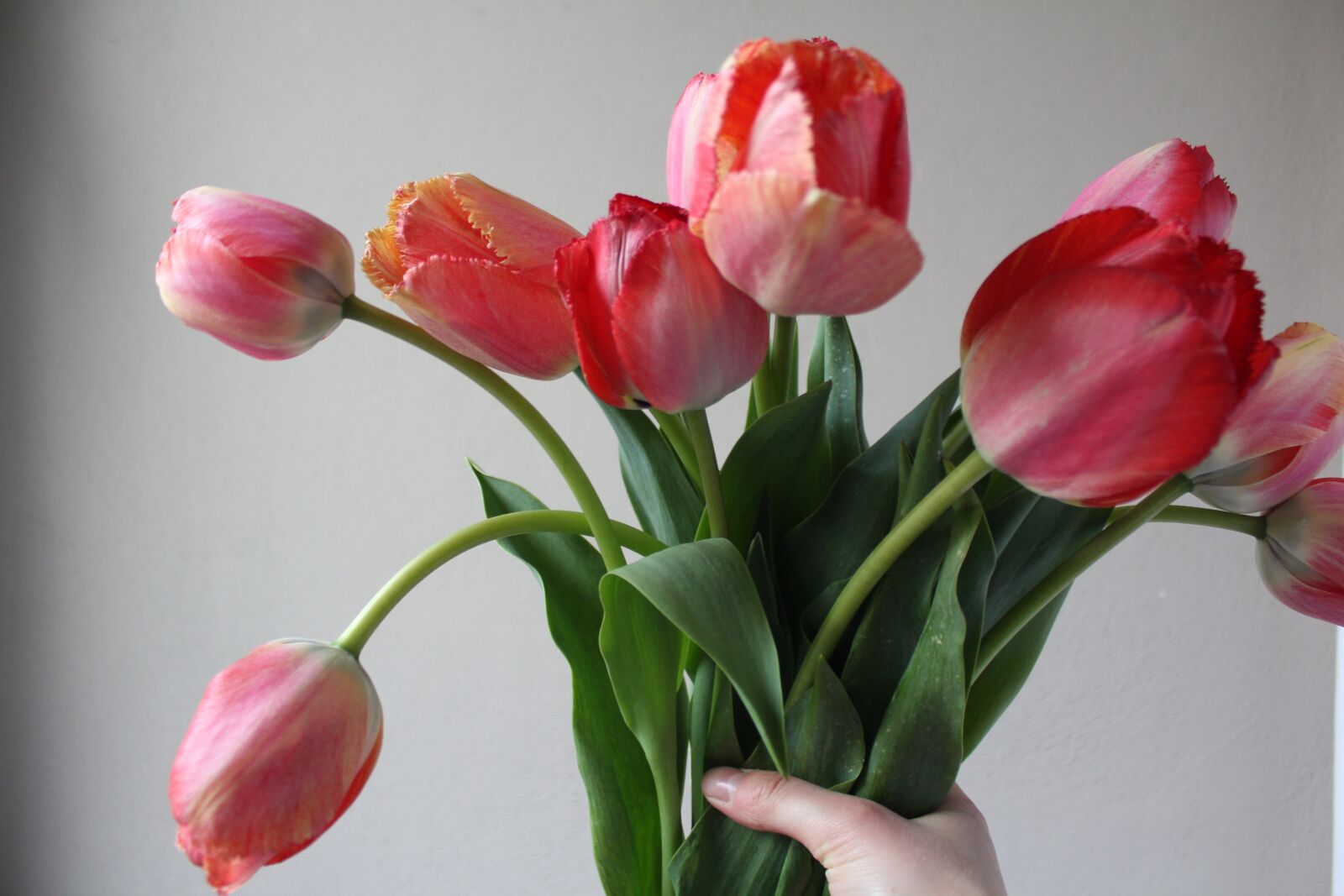 Canon EOS 1200D (EOS Rebel T5 / EOS Kiss X70 / EOS Hi) sample photo. Tulips, bouquet, spring photography