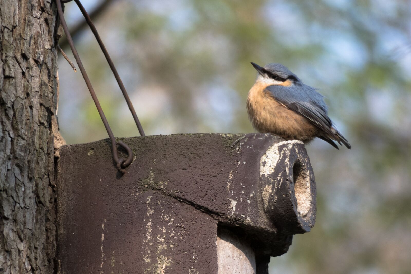 Canon PowerShot G3 X sample photo. Kleiber, bird feeder, nesting photography