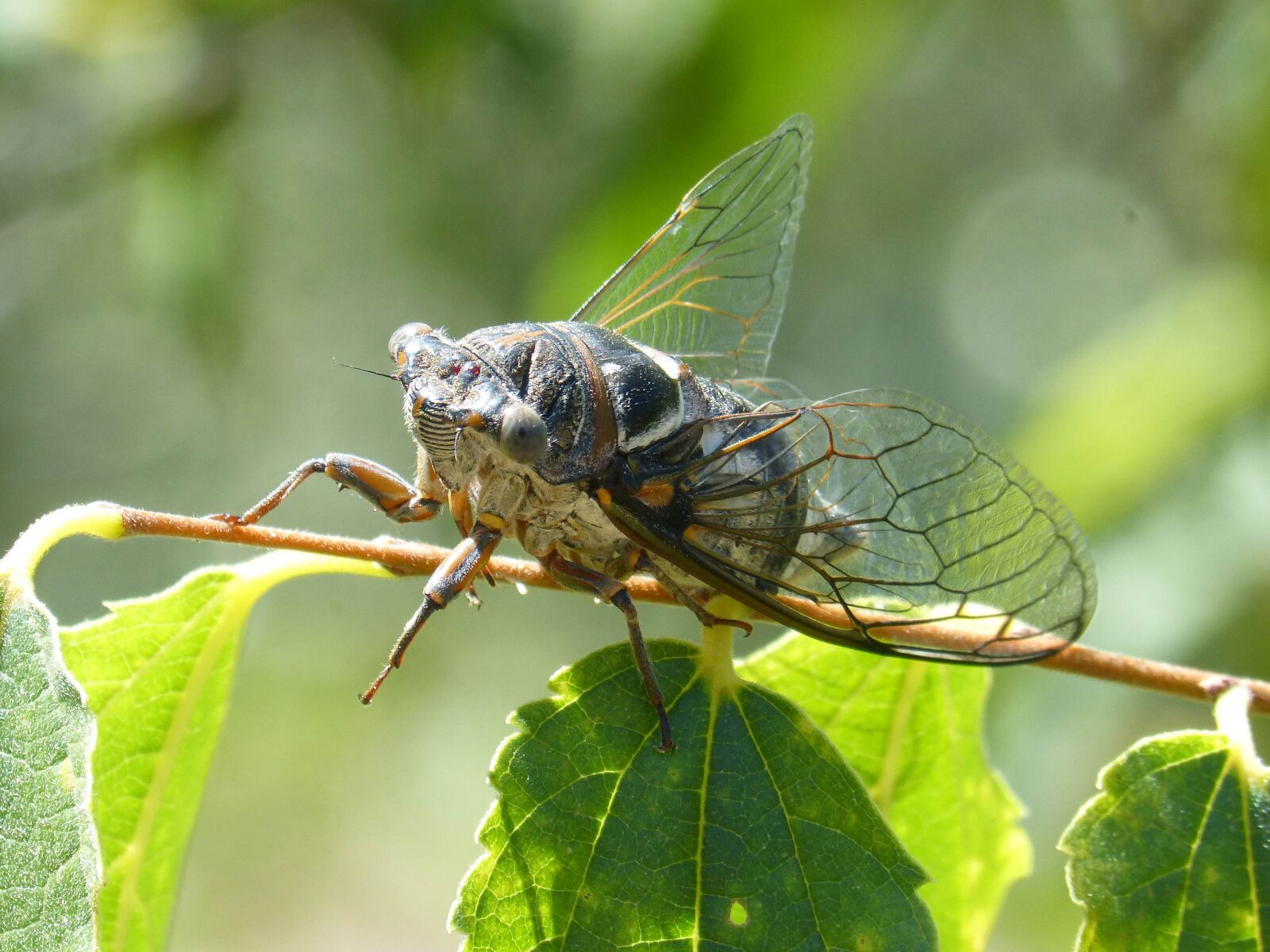 Panasonic DMC-FZ62 sample photo. Cicada, i cic dido photography