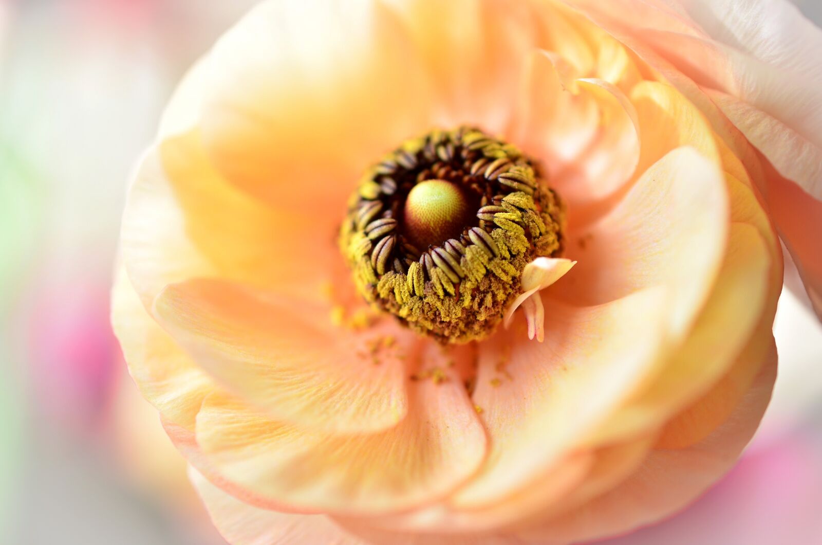 Nikon D7000 sample photo. Flowers, ranunculi, ranuncula photography