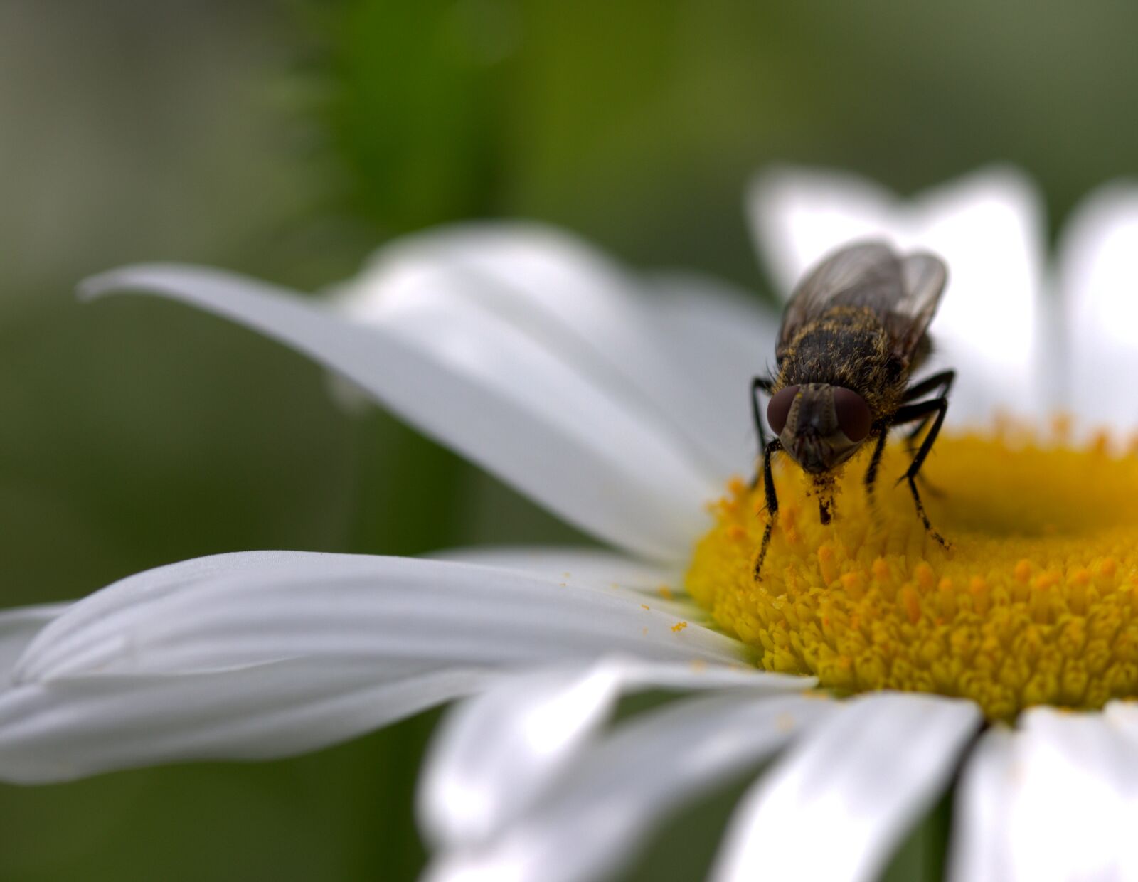 Canon EF-S 60mm F2.8 Macro USM sample photo. Fly, daisy, pollen photography
