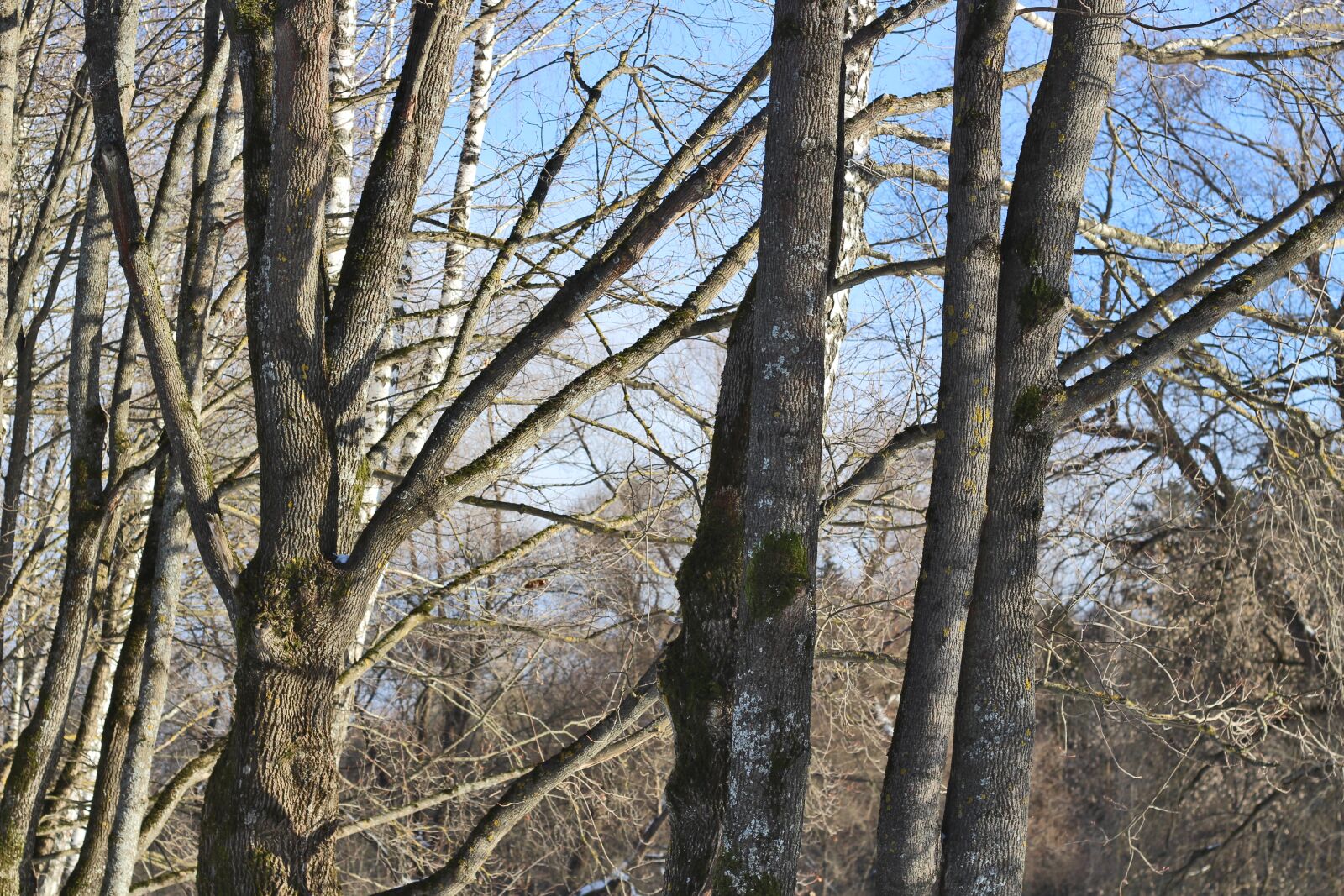 Canon EOS 100D (EOS Rebel SL1 / EOS Kiss X7) + Canon EF 50mm F1.8 II sample photo. Trees, forest, maple photography