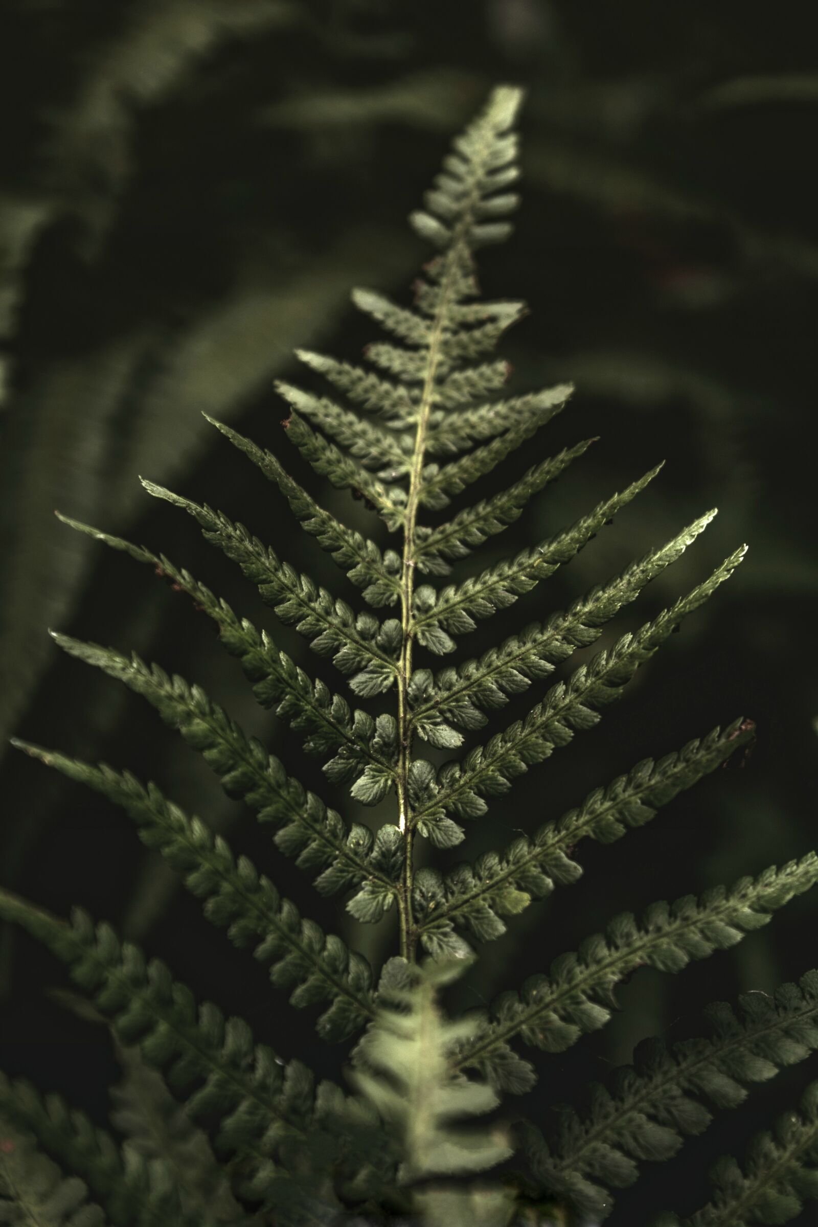 Nikon D7100 sample photo. Fern, plant, green photography