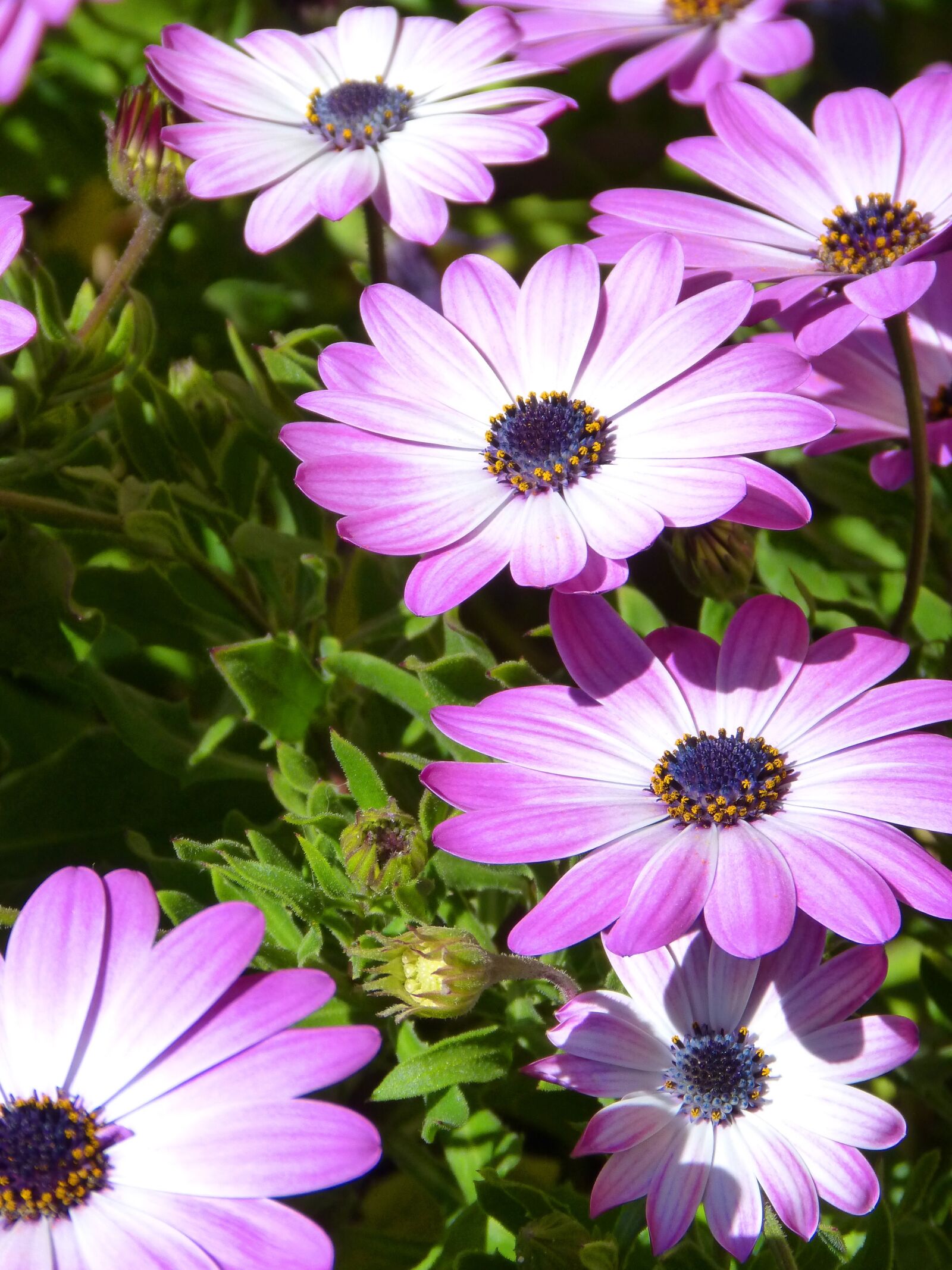 Panasonic DMC-FZ62 sample photo. Flower, magenta, pink photography