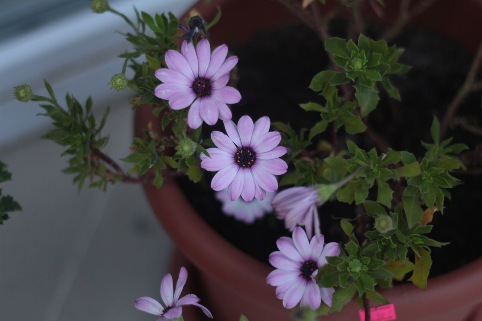 Canon EOS 700D (EOS Rebel T5i / EOS Kiss X7i) + Canon EF 50mm F1.8 II sample photo. Flower, nature, summer photography