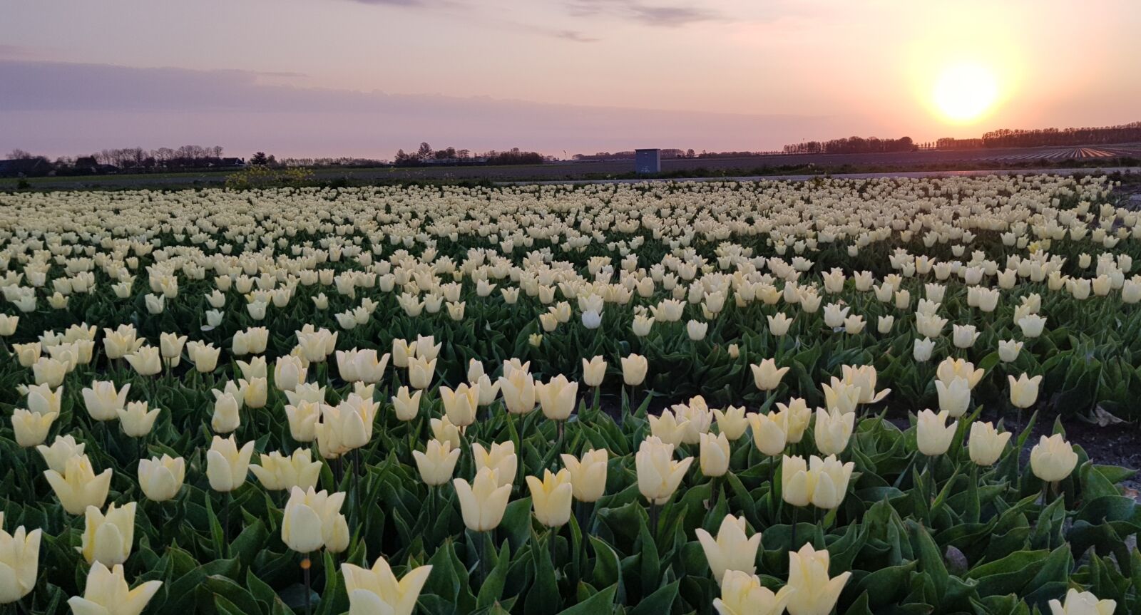 Samsung Galaxy S8 sample photo. Tulip field, white tulip photography