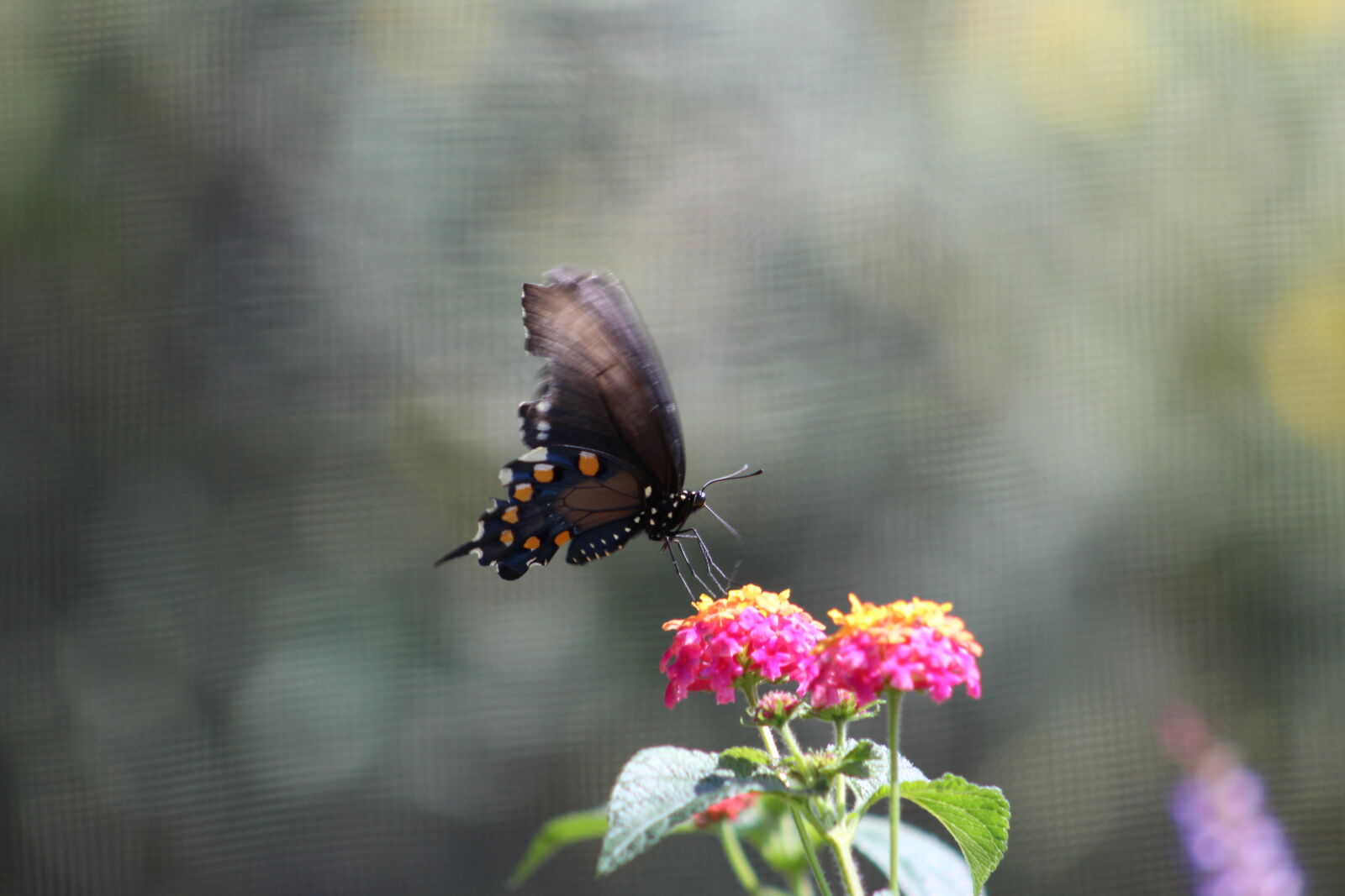Canon EF 75-300mm f/4-5.6 sample photo. Bugs, butterflies, butterfly, butterfly photography