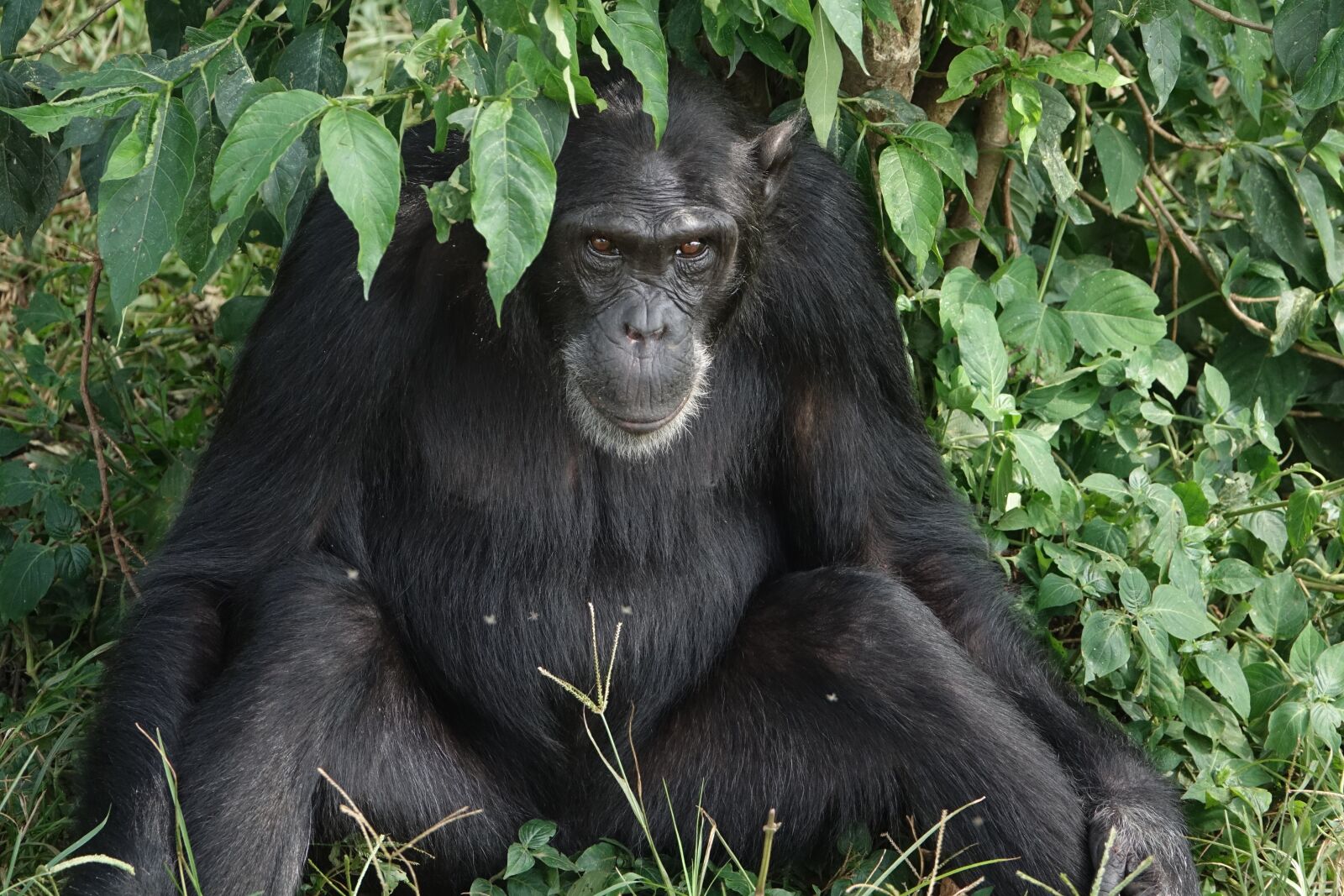 Sony Cyber-shot DSC-RX10 III sample photo. Mammal, primate, nature photography