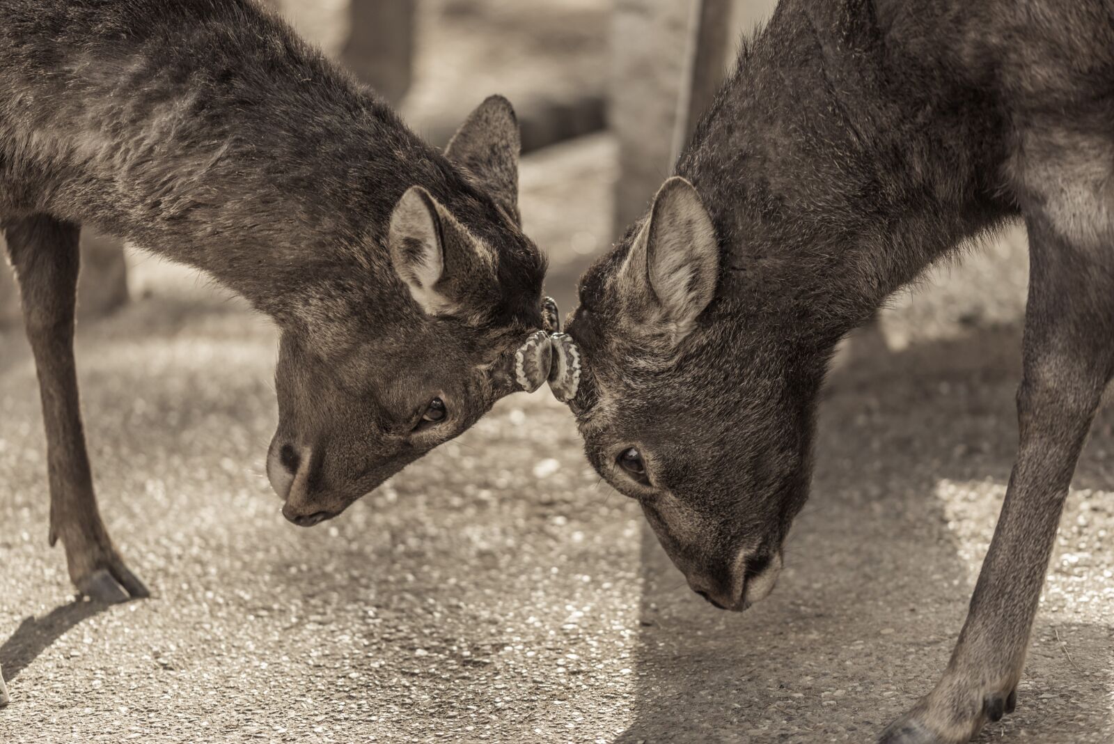 Nikon D610 sample photo. Silka deers, deers, deer photography