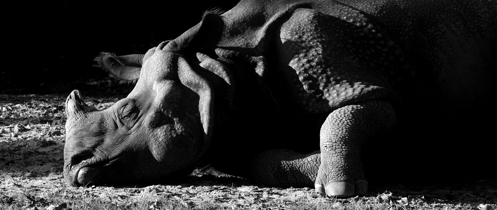 Nikon D7200 sample photo. Rhino, animal, animal world photography