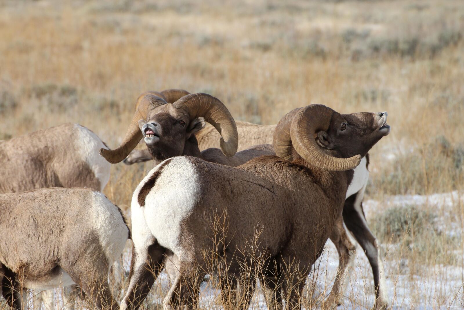 Canon EOS 70D sample photo. Courting, bighorn, sheep, style photography