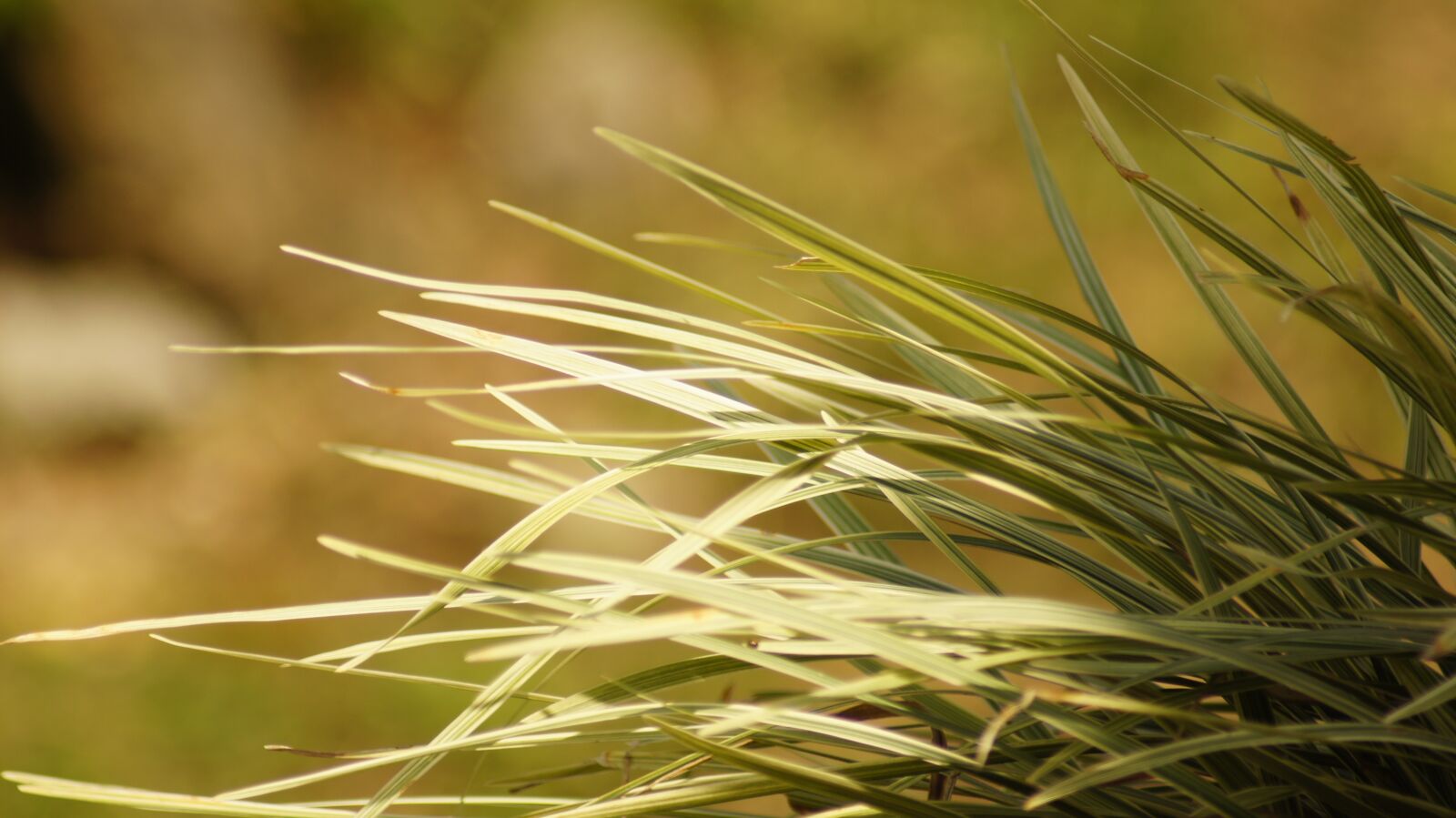 Sony SLT-A55 (SLT-A55V) sample photo. The, field, nature photography