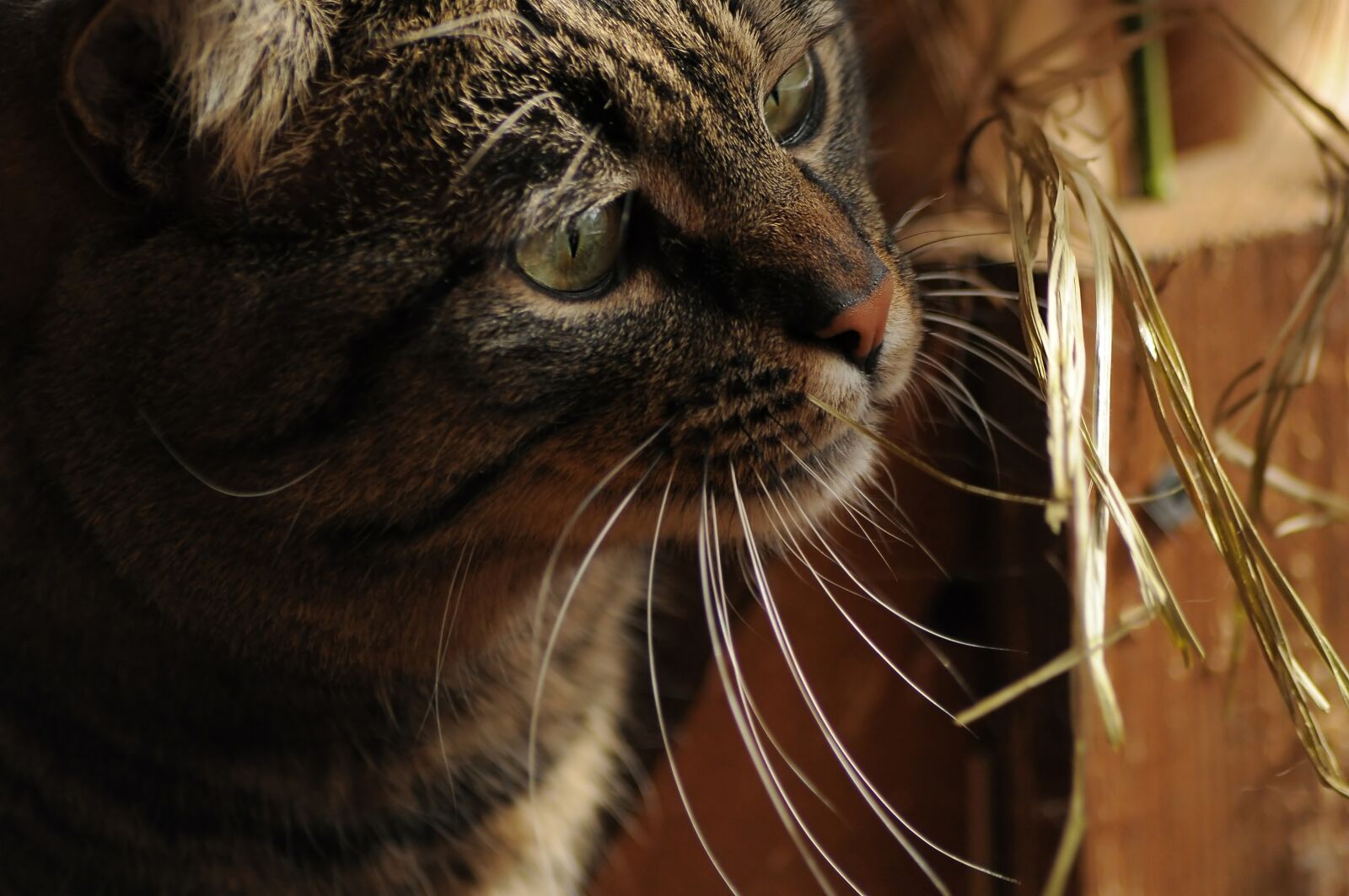 Nikon D90 sample photo. Cat, to consider, to photography