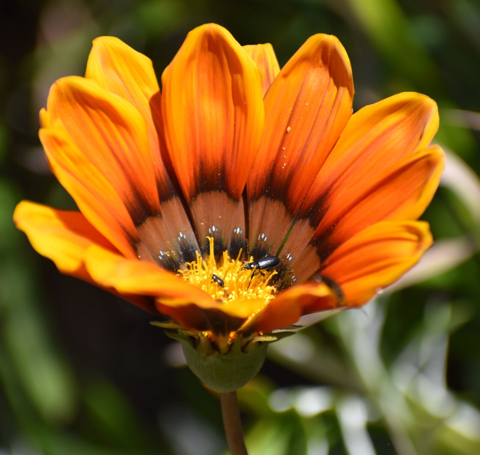 Nikon D5500 sample photo. Flower, nature, flora photography