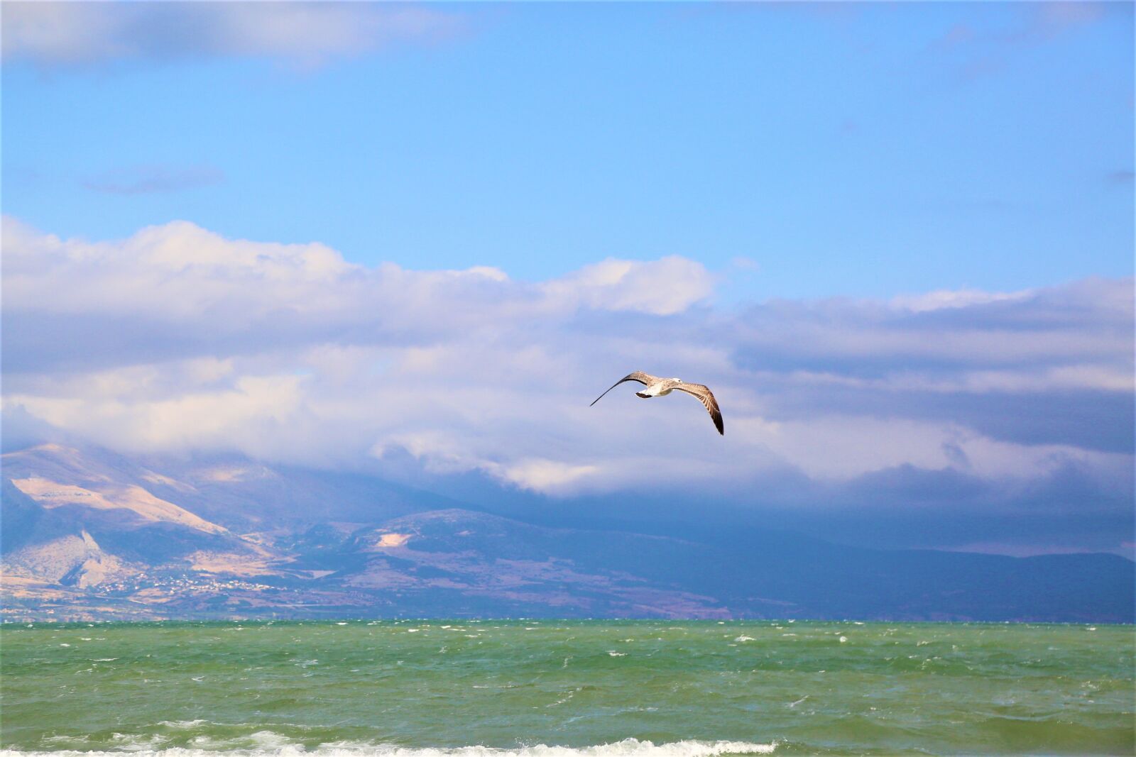 Canon EF 24-105mm F4L IS USM sample photo. Seagull, lake, nature photography