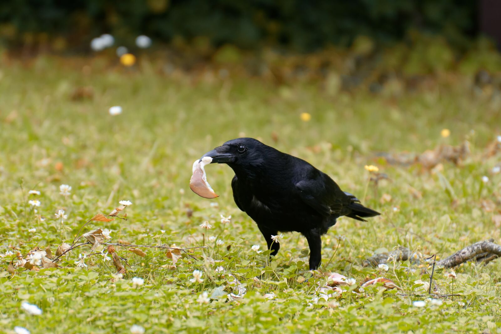 Nikon D7200 sample photo. Raven, crow, raven bird photography