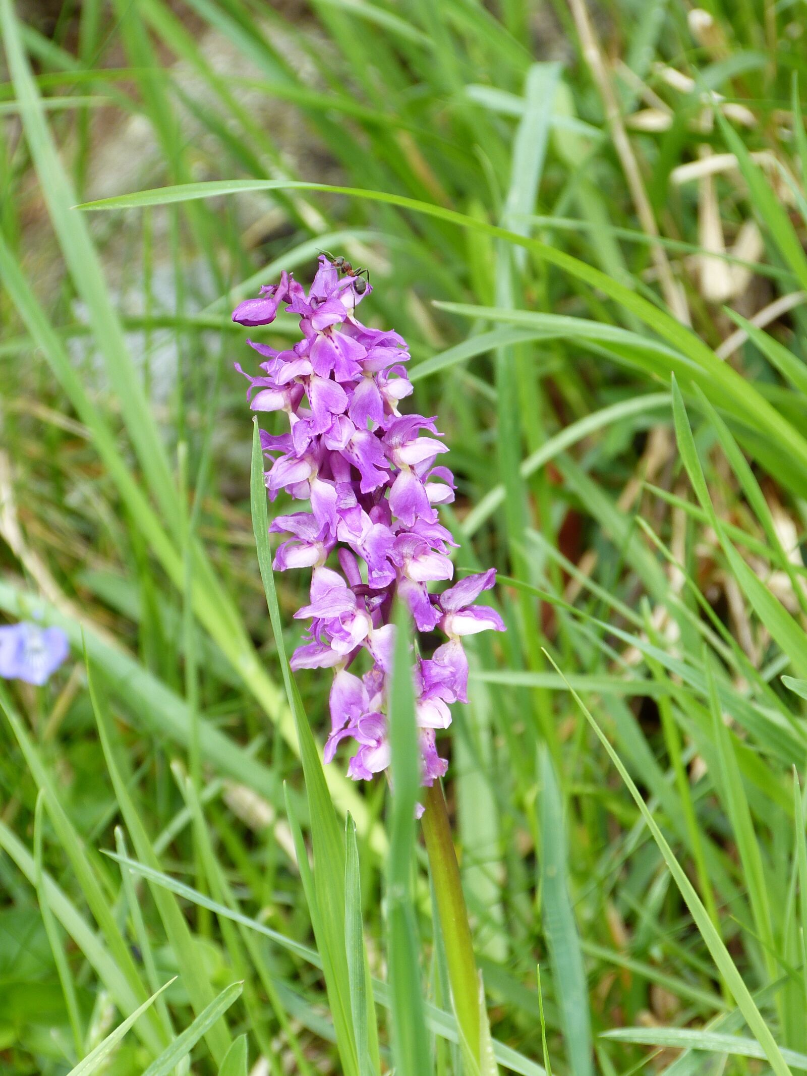 Panasonic Lumix DMC-FZ150 sample photo. Orchid, pyramid, alps photography