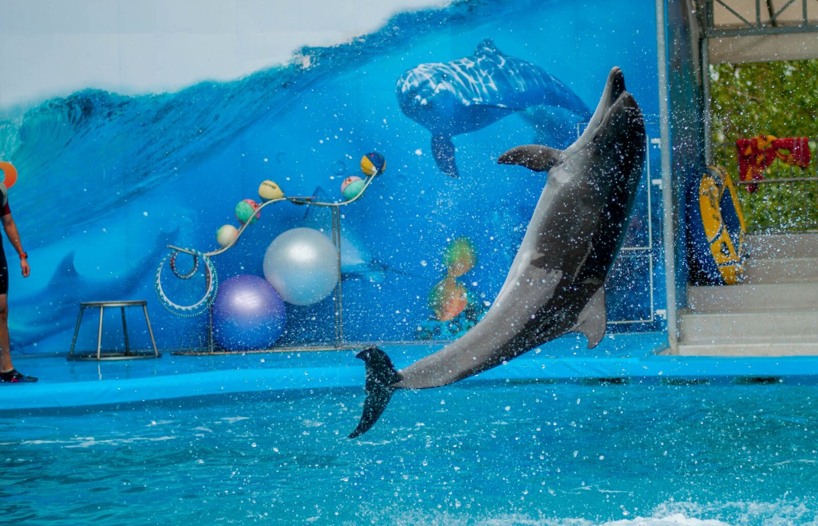 Nikon D5000 sample photo. Dolphin, dolphinarium, sea photography