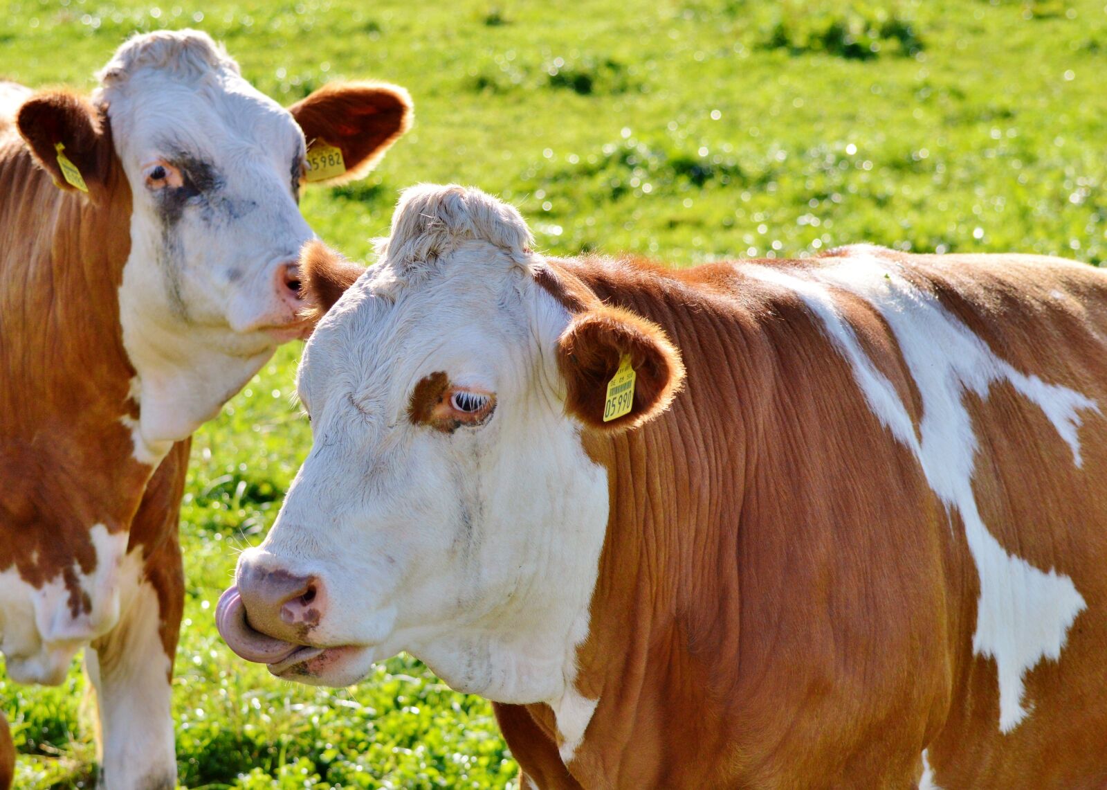 Nikon D3200 sample photo. Cow, beef, ruminant photography