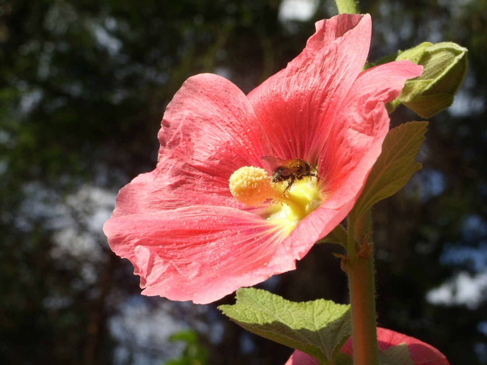 Samsung S850 sample photo. Flower, bee, pollination photography