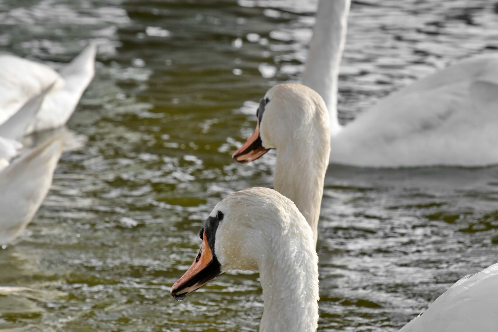 Nikon D5500 sample photo. Birds, flock, swan, waterfowl photography