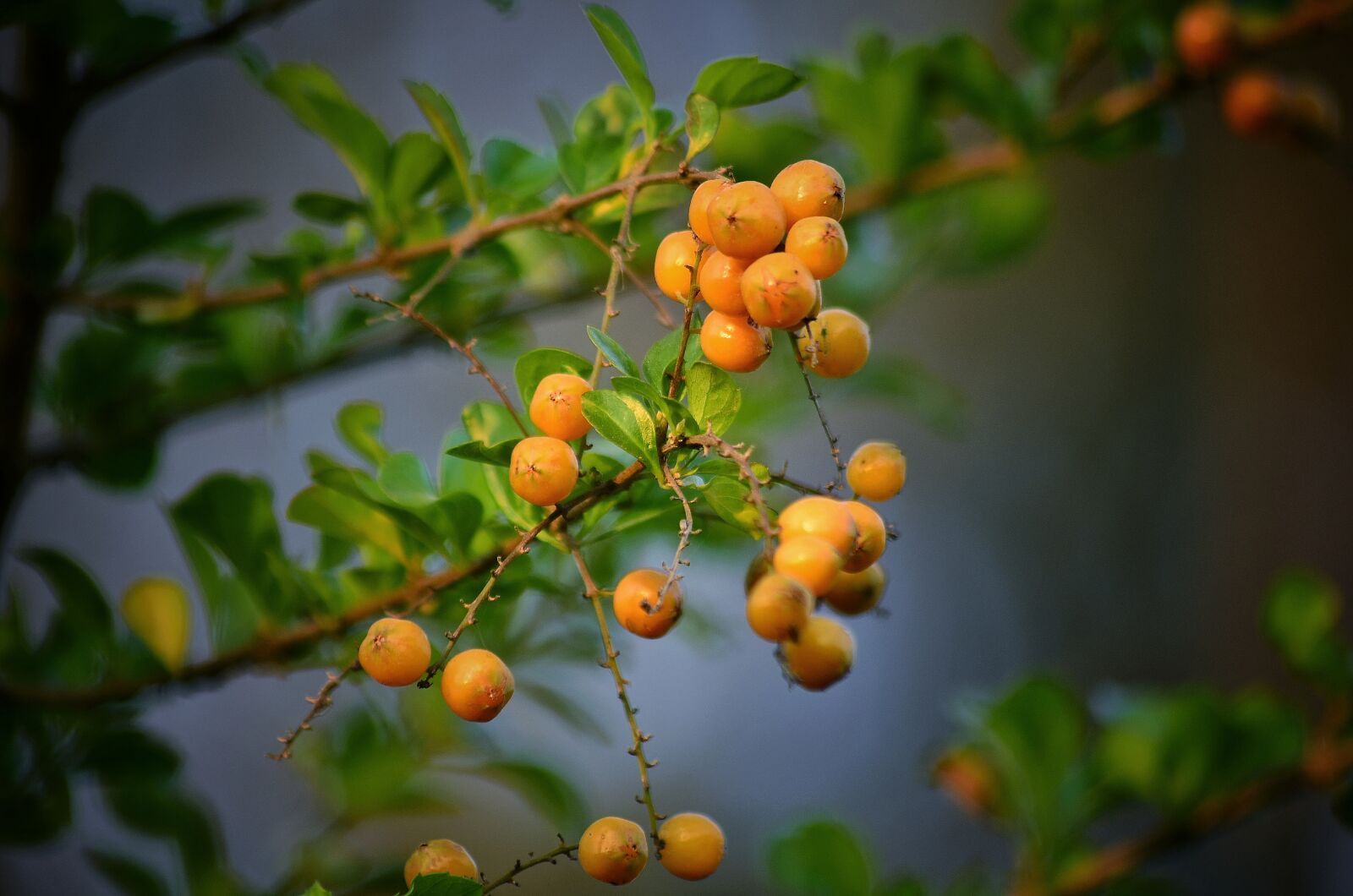 Nikon D5100 sample photo. Fruit, ripe, yellow photography
