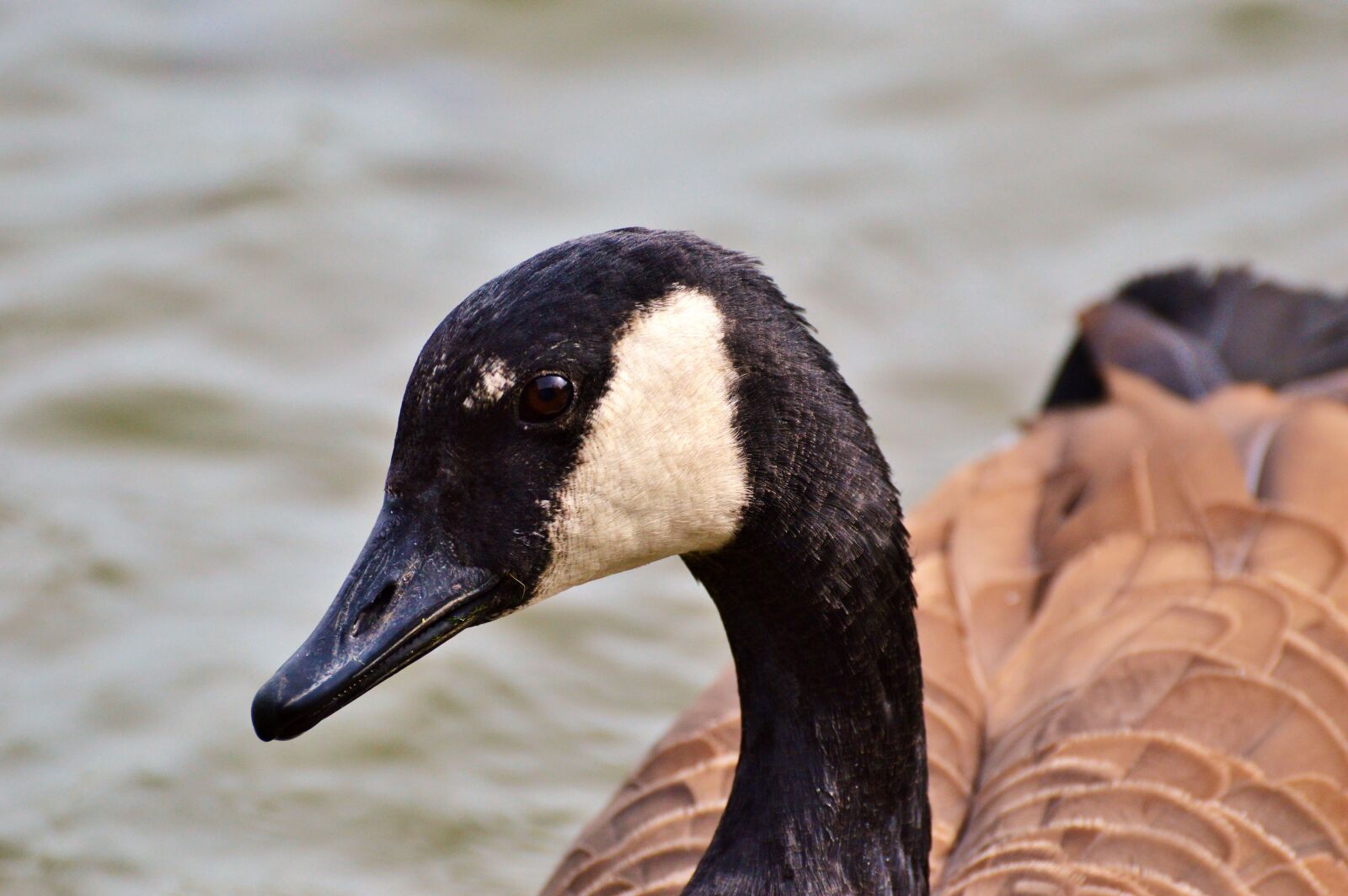 Nikon D3200 sample photo. Wild goose, goose, bird photography