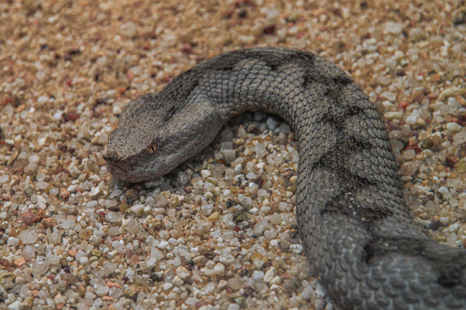 Canon EOS 500D (EOS Rebel T1i / EOS Kiss X3) sample photo. Snake, viper, toxic photography