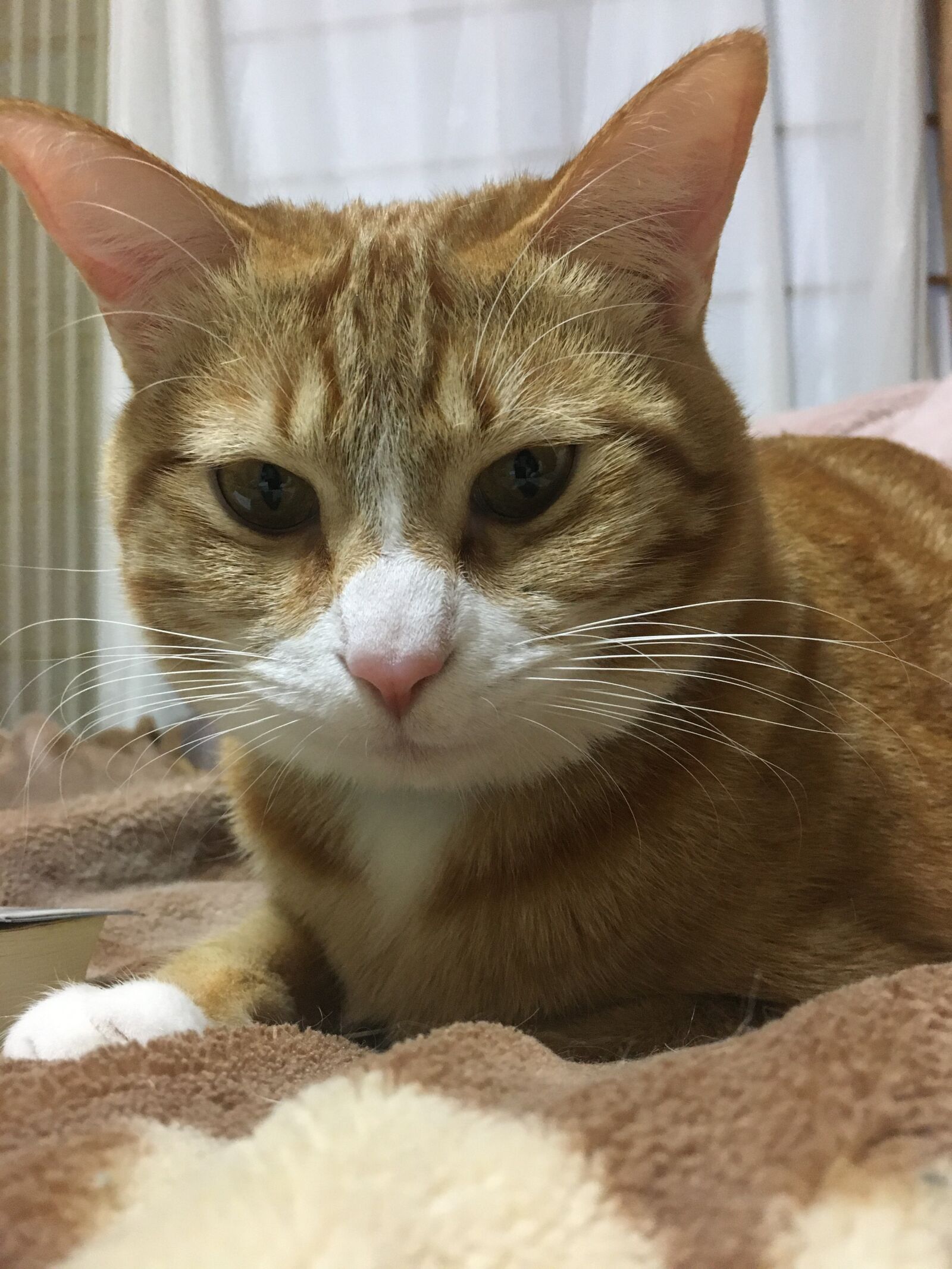 Apple iPhone 6s sample photo. Cat, red tabby cat photography