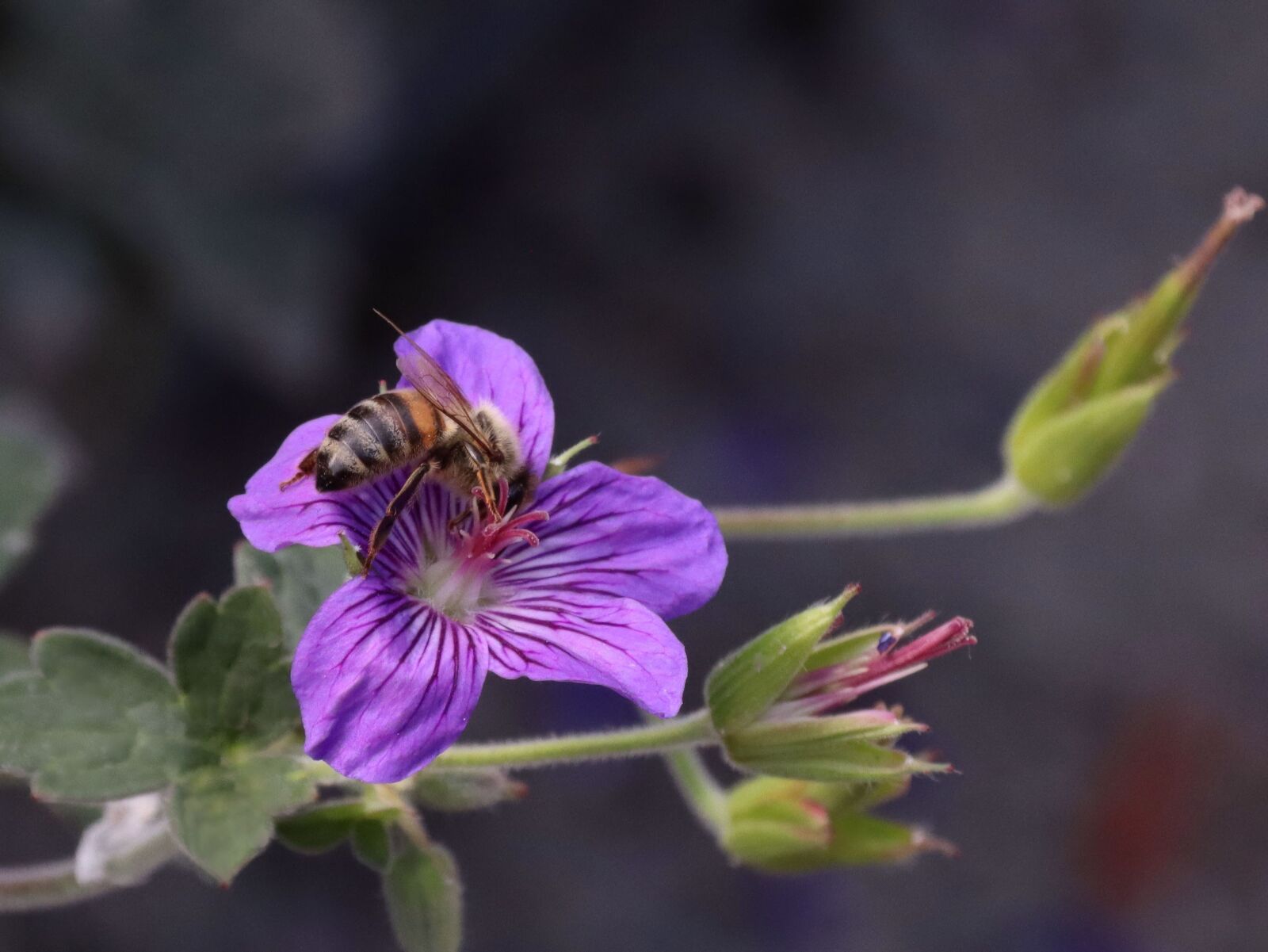 Canon EOS M50 (EOS Kiss M) sample photo. Nature, plant, insects photography