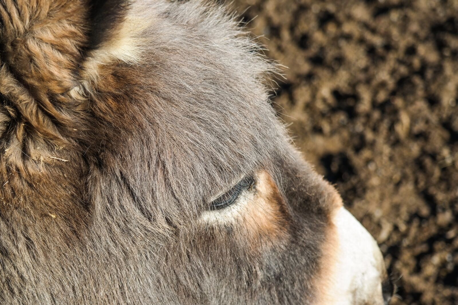 Samsung NX300 sample photo. Donkey, animal, ungulate photography
