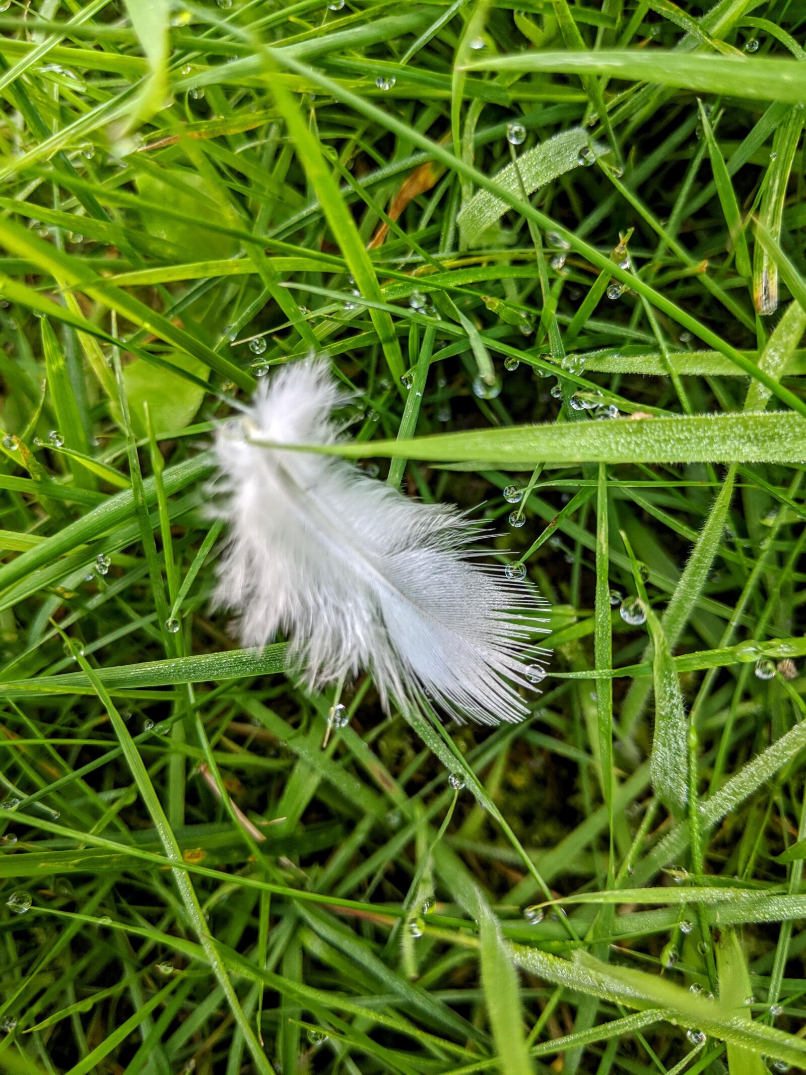Google Pixel 3a sample photo. White feather, white, feather photography