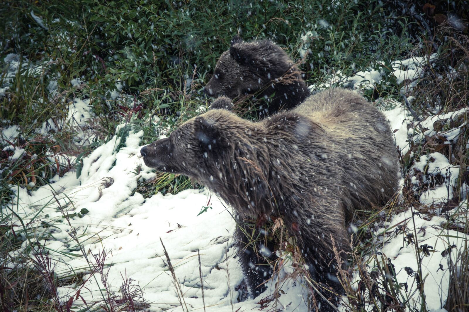 Nikon D5200 sample photo. Bear, wildlife, animal, winter photography