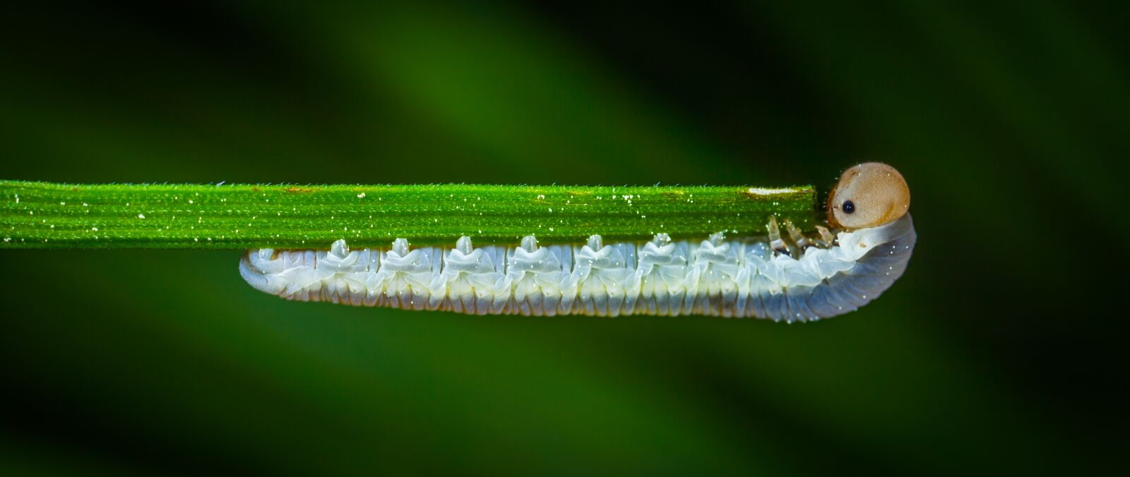 Canon EOS 5D Mark II + Canon MP-E 65mm F2.5 1-5x Macro Photo sample photo. Insect, nature, larva photography