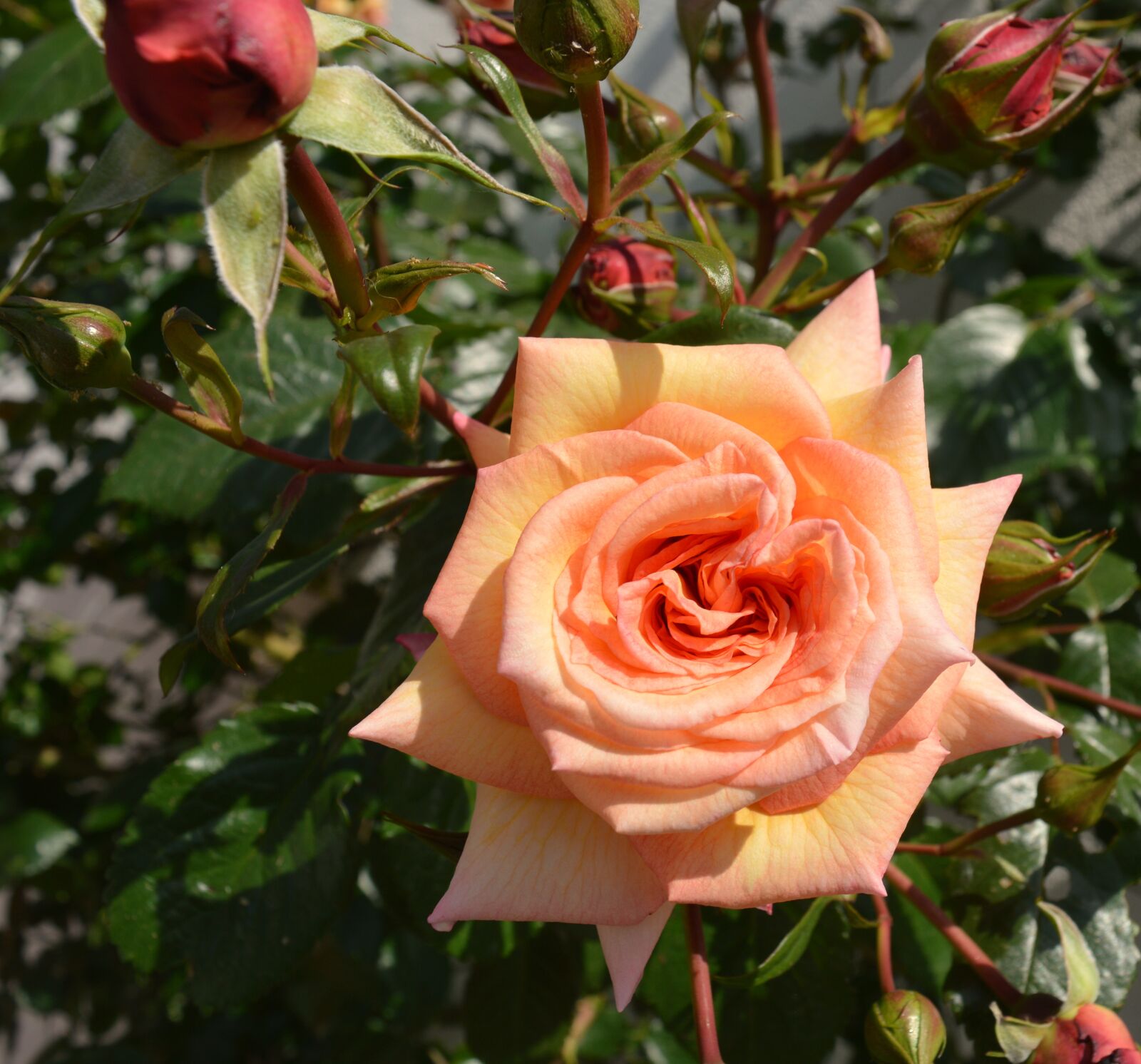Nikon D3200 sample photo. Rose, flower, blossom photography
