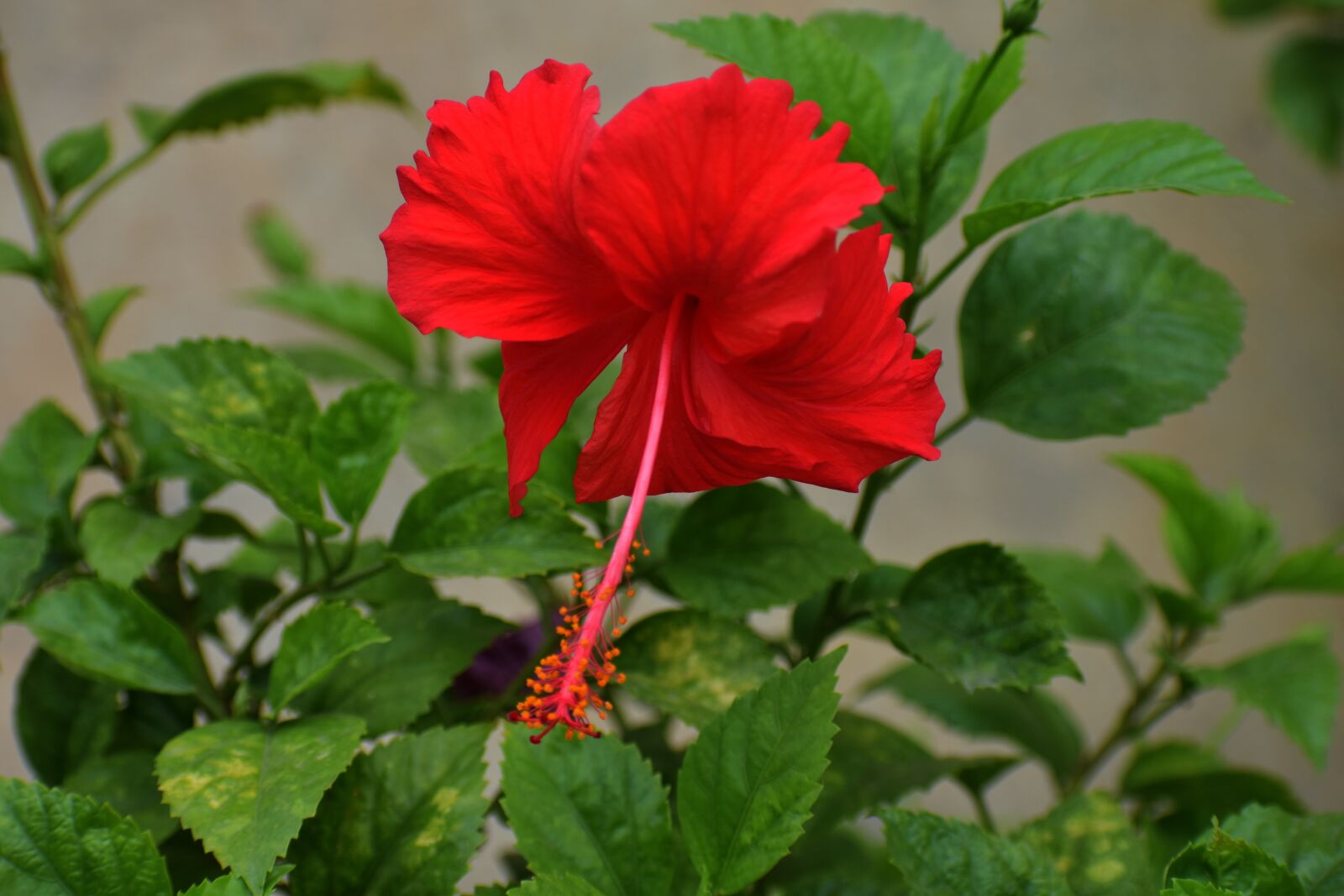 Nikon D5600 sample photo. Hibiscus, china rose, flower photography