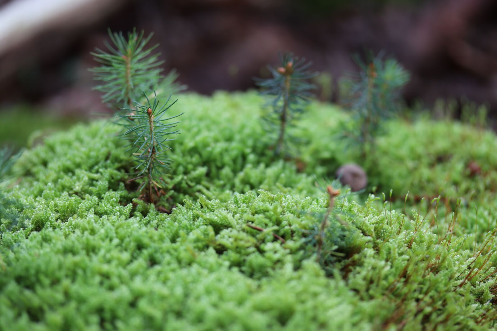 Canon EF-S 60mm F2.8 Macro USM sample photo. Moss, forest, nature photography