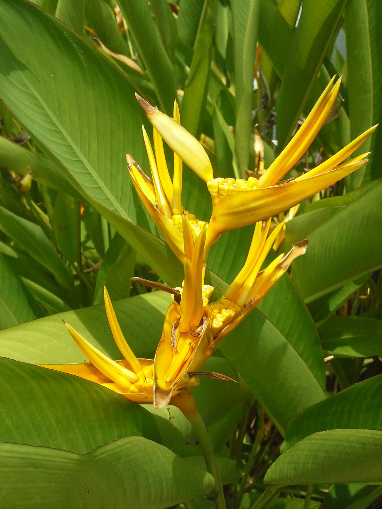 Samsung Galaxy Beam sample photo. Bird paradise, yellow, vegetation photography