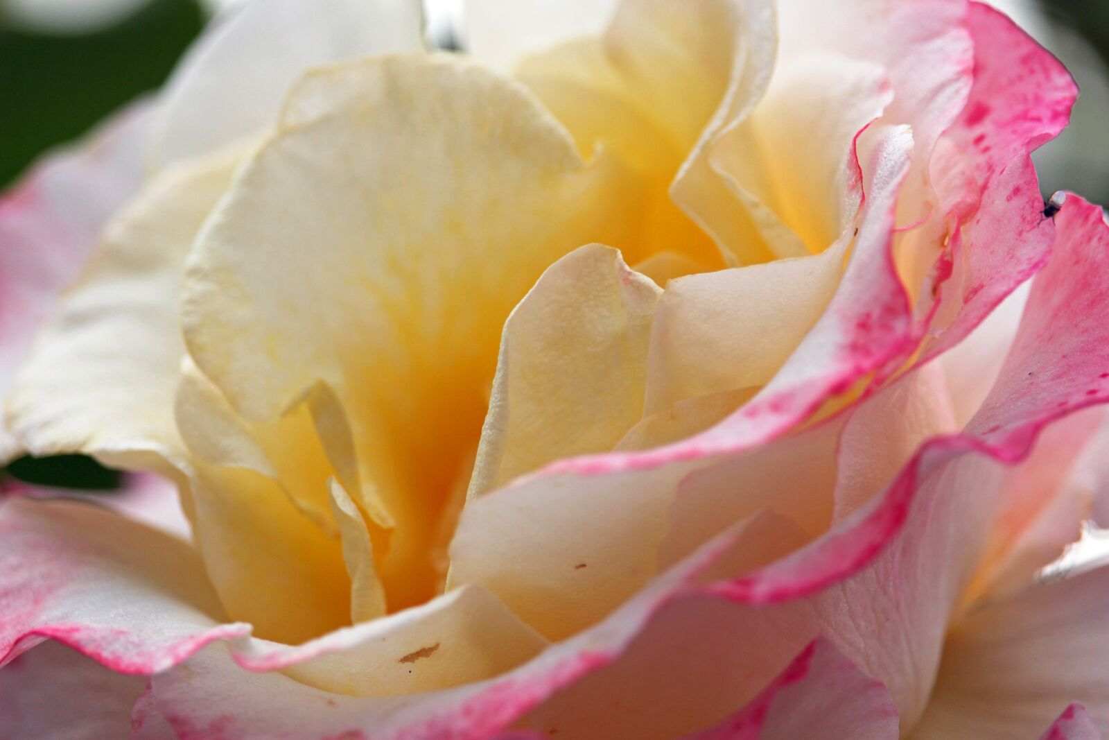 Canon EF-S 55-250mm F4-5.6 IS STM sample photo. Bush rose, thorns, flowers photography