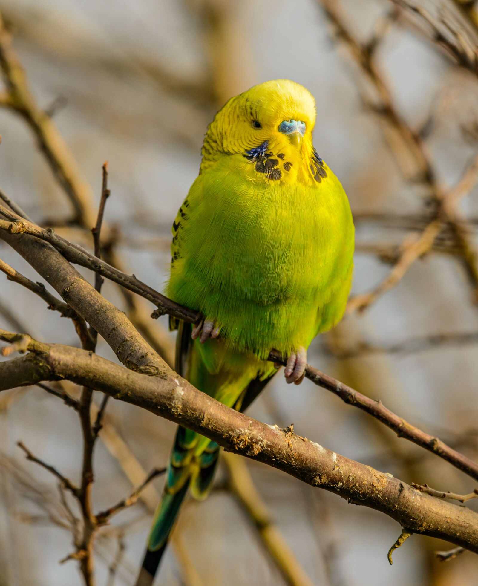Nikon D800E sample photo. Parrot, parakeet, green photography
