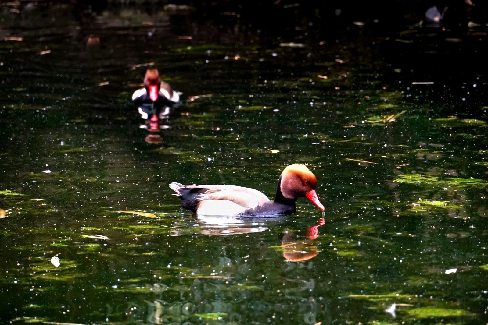Sony a6000 sample photo. Bird, ducks, piston duck photography