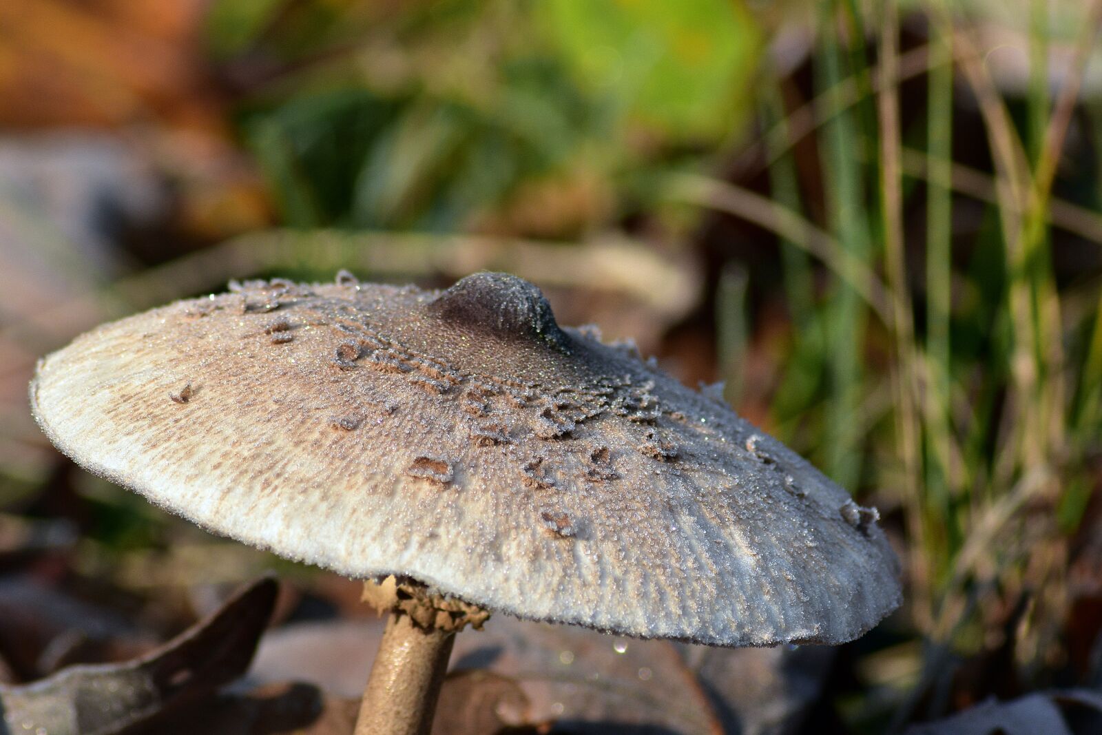 Nikon D3400 sample photo. Mushrooms, mushroom, kite photography