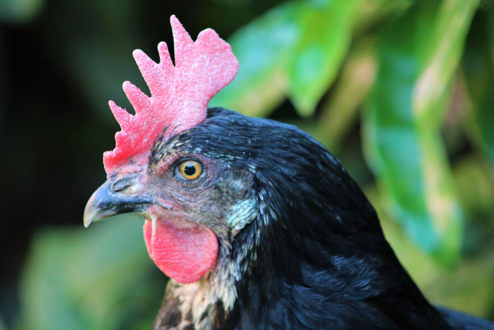 Canon EF75-300mm f/4-5.6 sample photo. Chicken, bird, animal photography